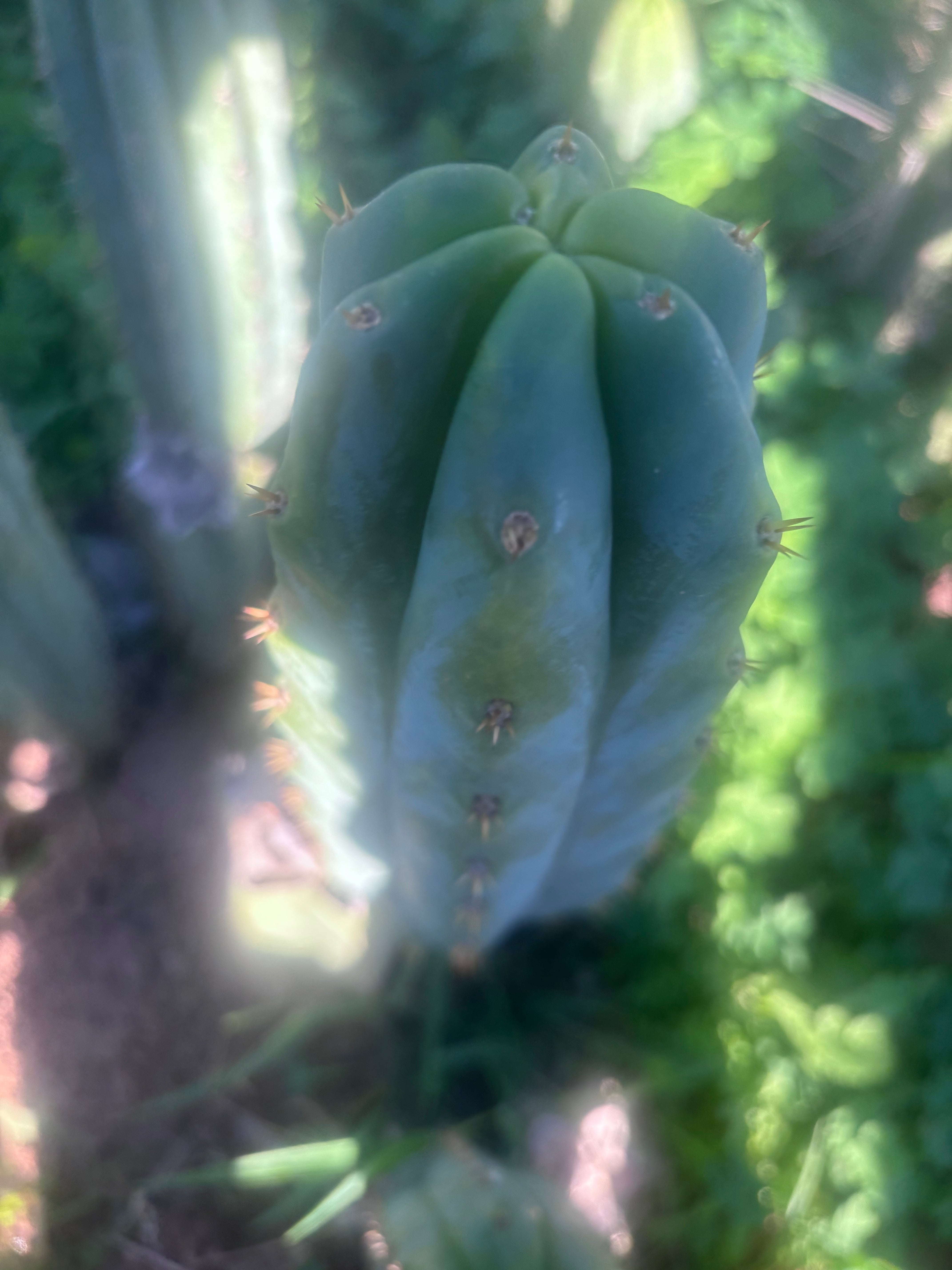 🌶️🌶️ NoidTwo — 11” Pup