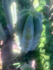 🌶️🌶️ NoidTwo — 11” Pup
