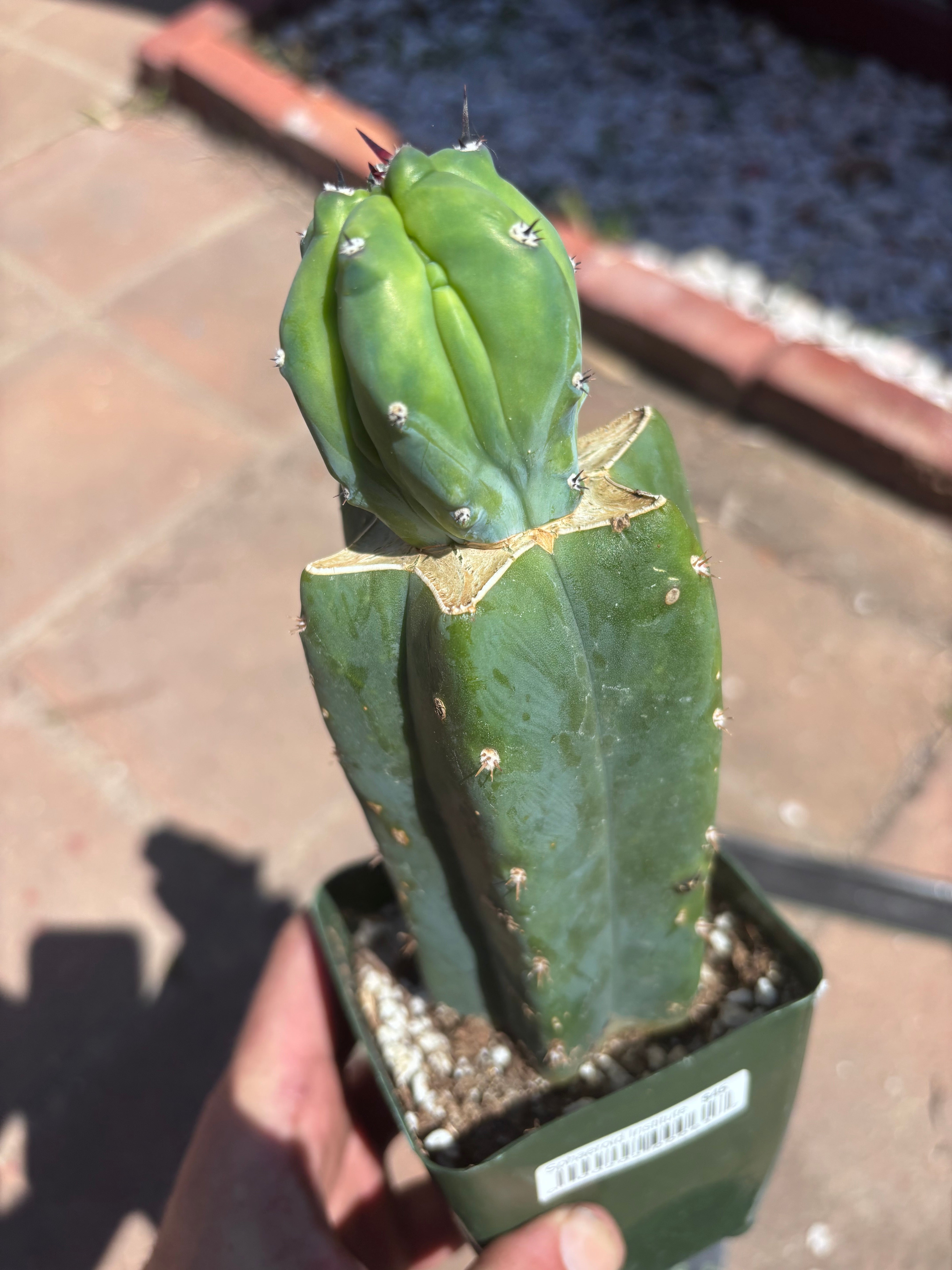 👑💎 Grecas Tip Graft — Rooted / Whole