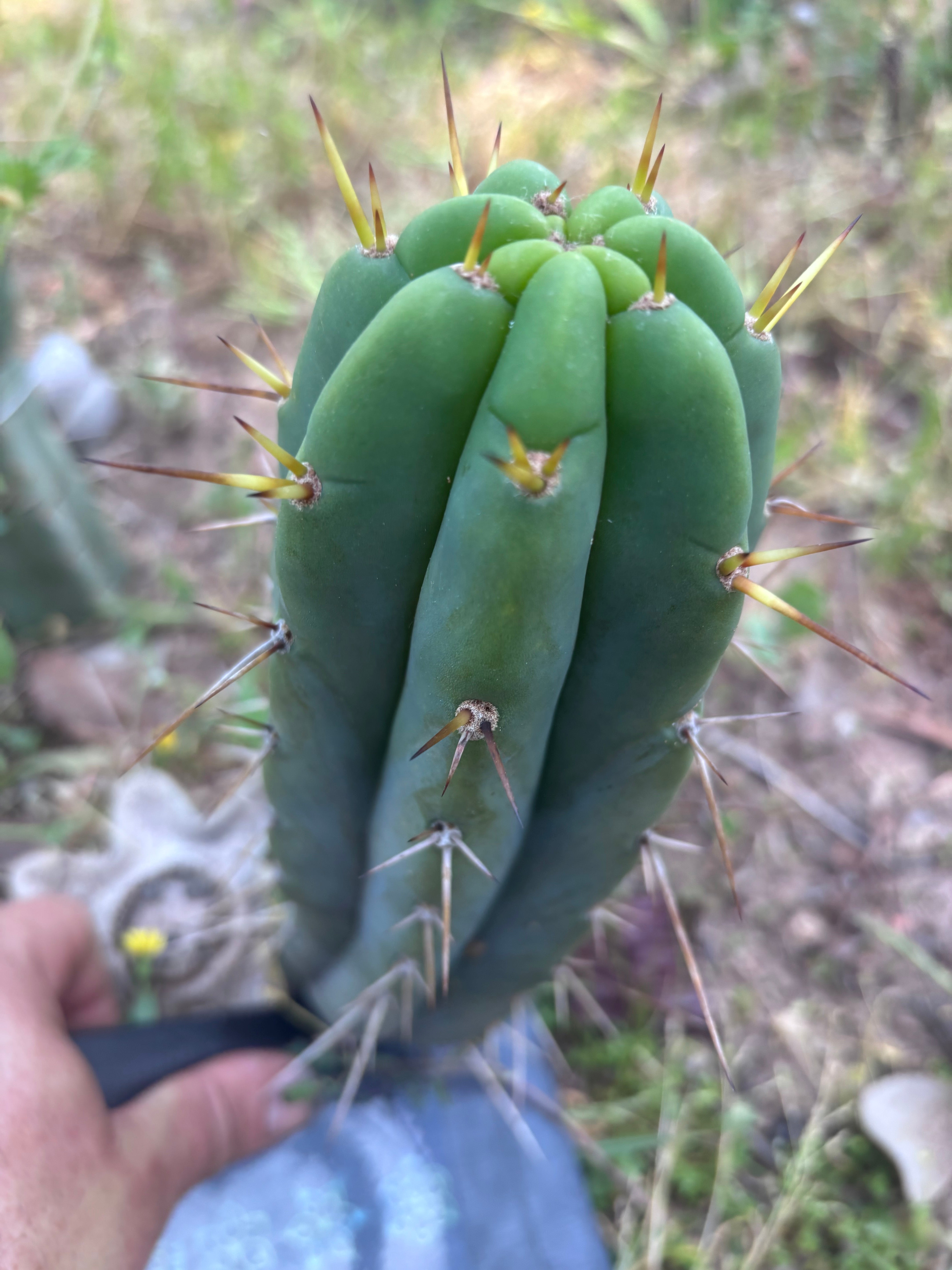 🌶️🌶️⚠️ E.R. — Another 10” Pup