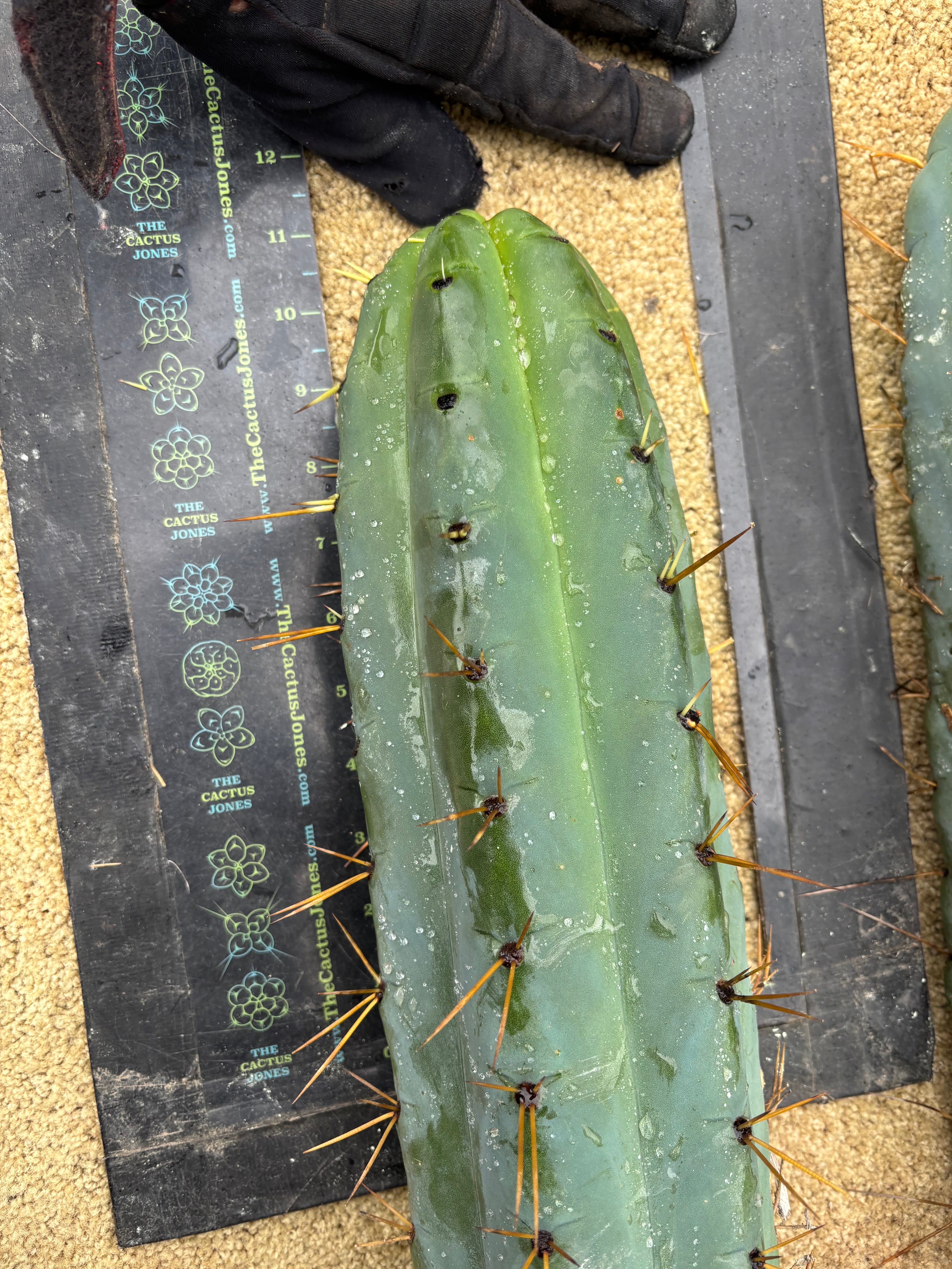 💎🌶️ SS02 x Yowie  — Massive 11” Tip