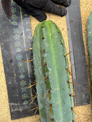 💎🌶️ SS02 x Yowie  — Massive 11” Tip