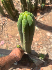👑🌶️🌶️ Ogun — 14” Tip