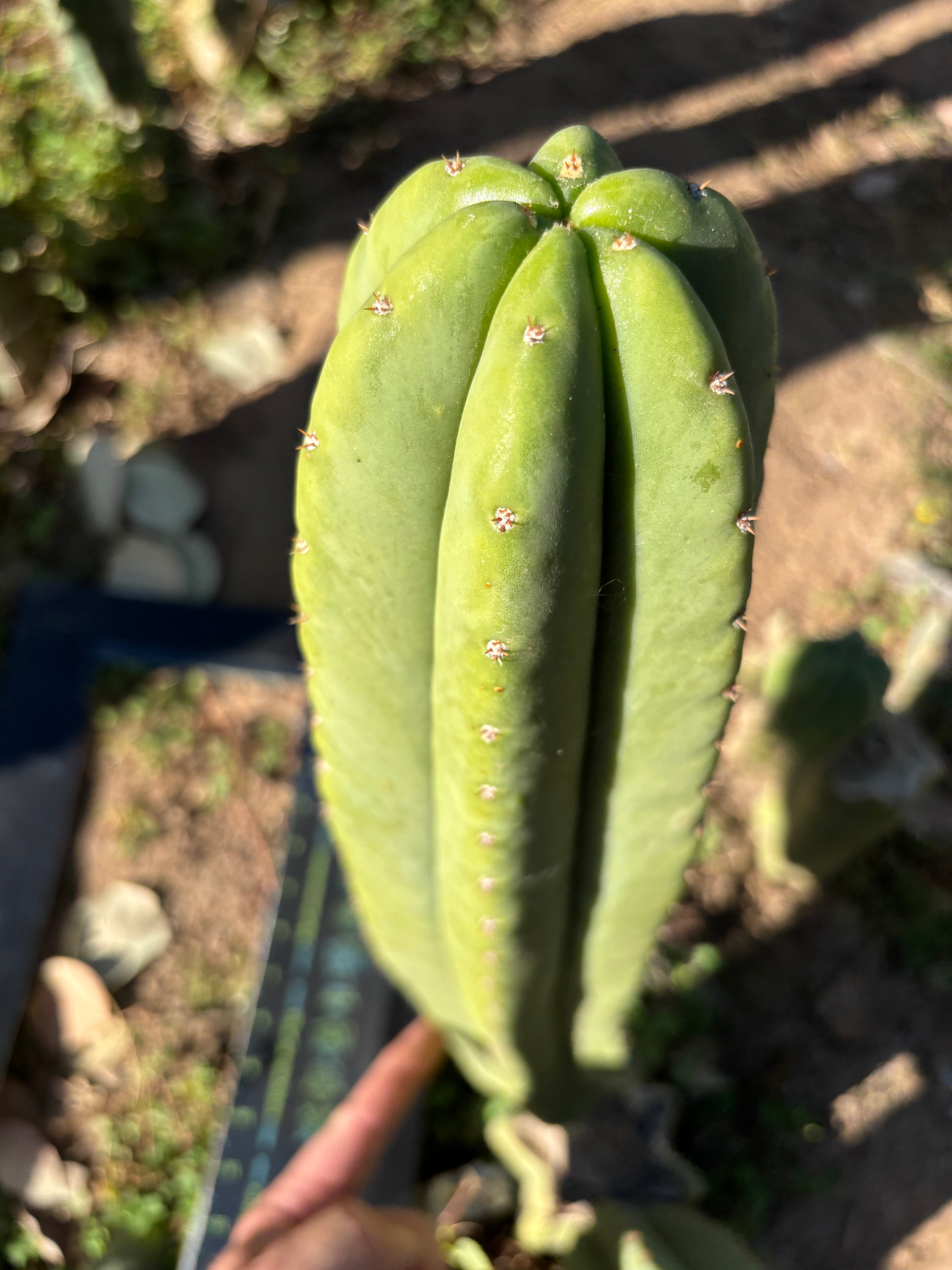 Rod x Hulk — XL 14” Tip