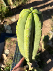 Rod x Hulk — XL 14” Tip