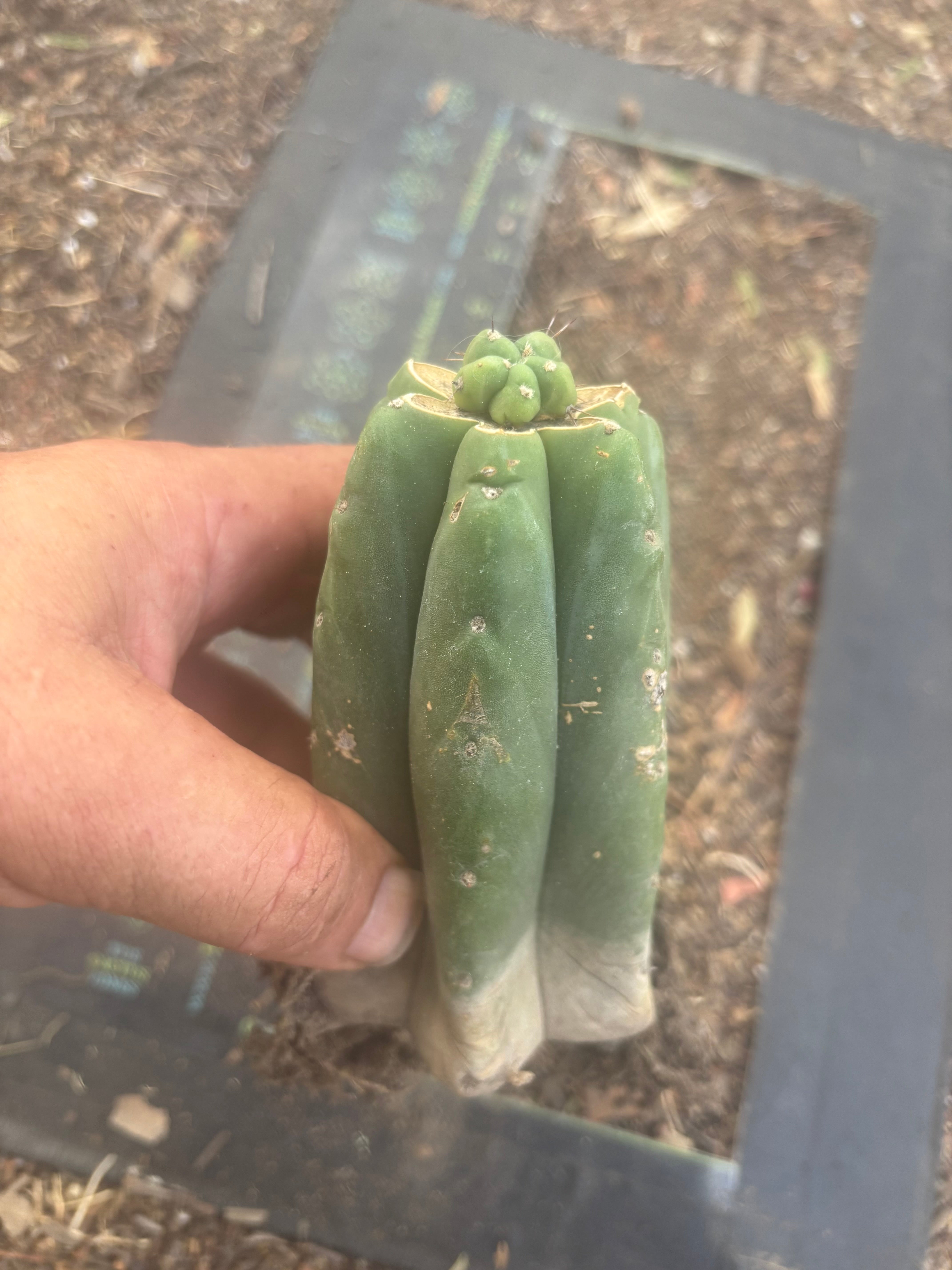 👑💎🌶️  CSD — Another Pup Graft on Rooted Pierre