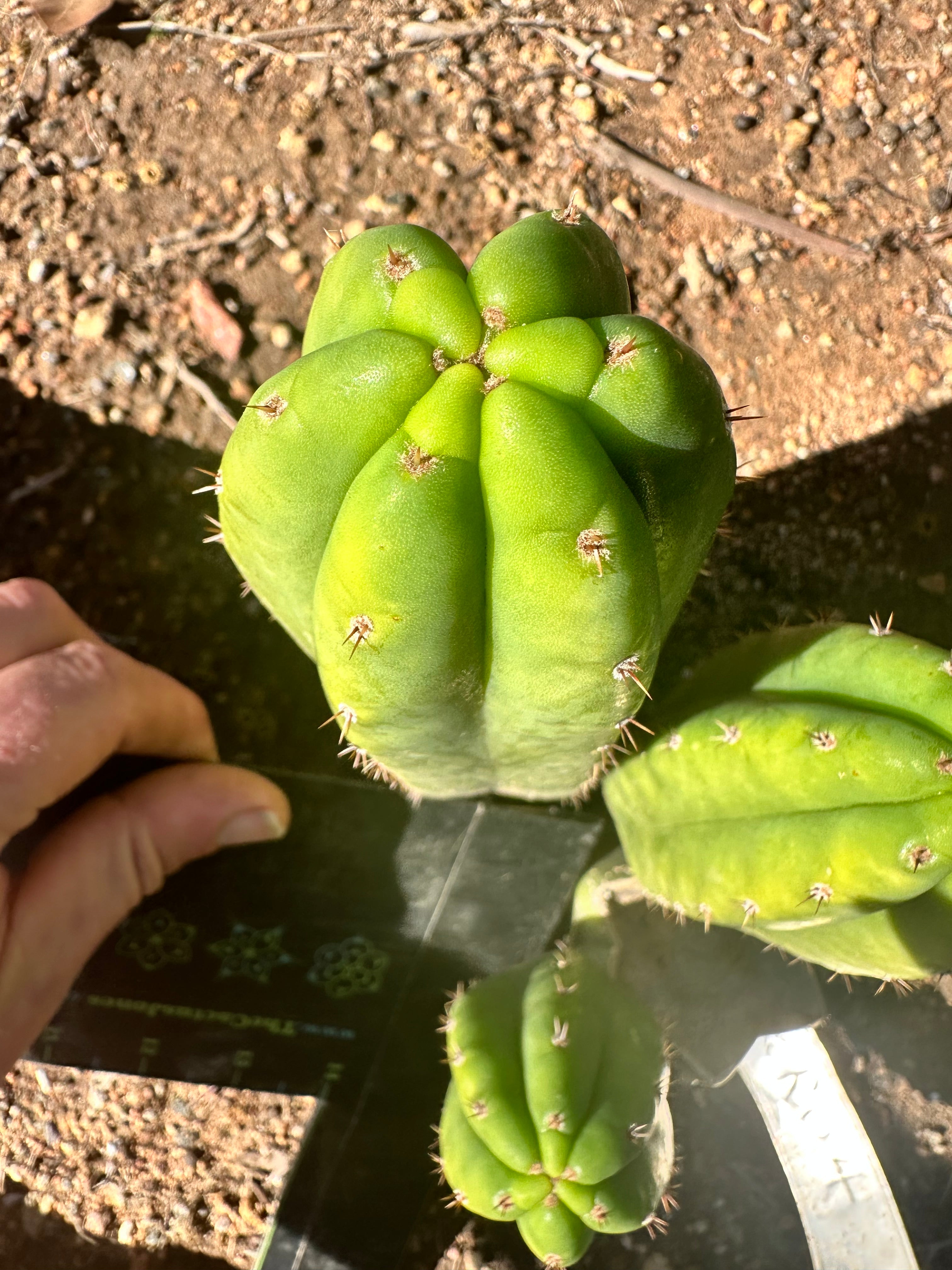 👑🌶️🌶️ KR04 — 6” Tip