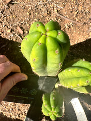 👑🌶️🌶️ KR04 — 6” Tip