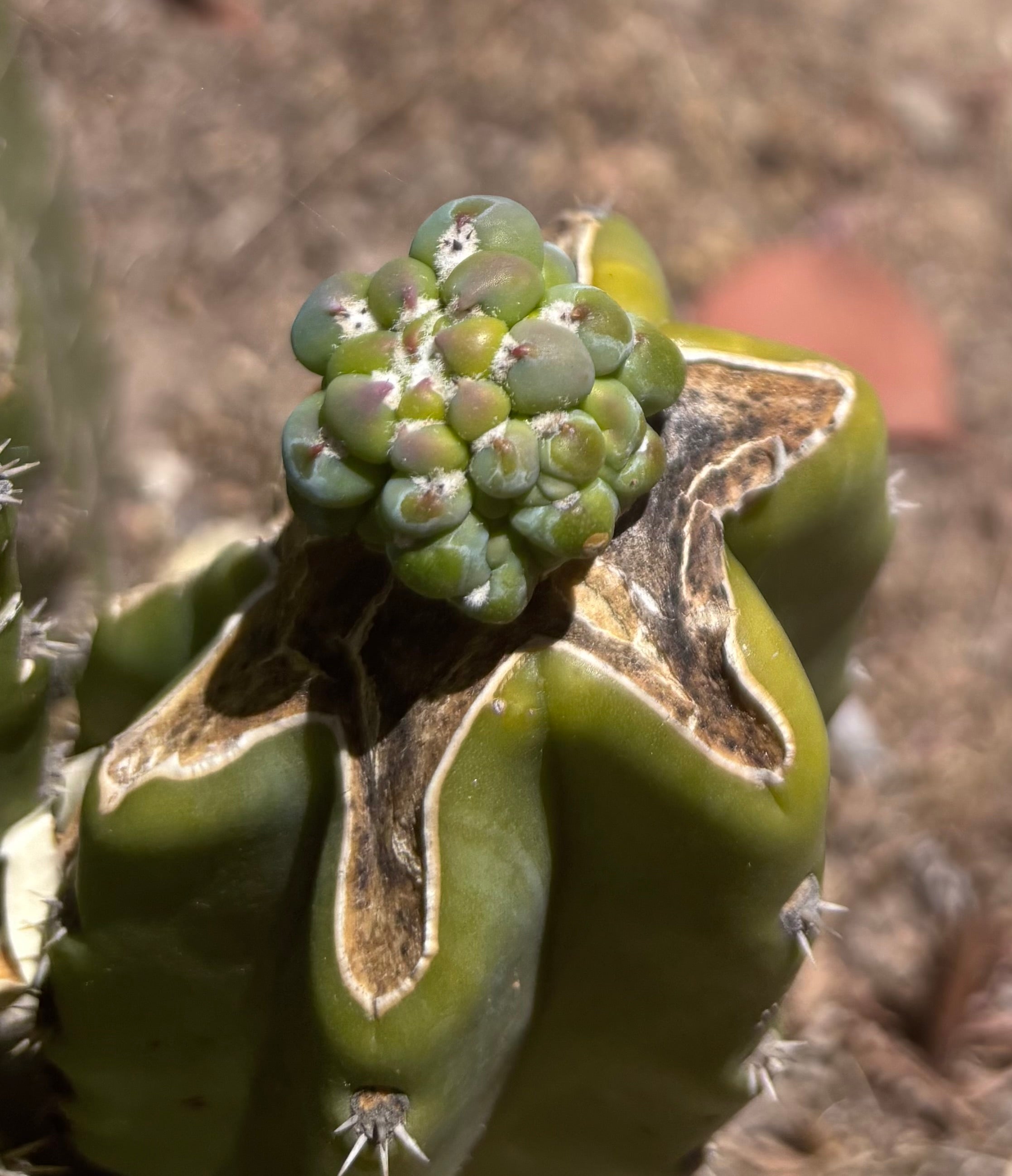 👑💎 The Weekly Glorp Graft