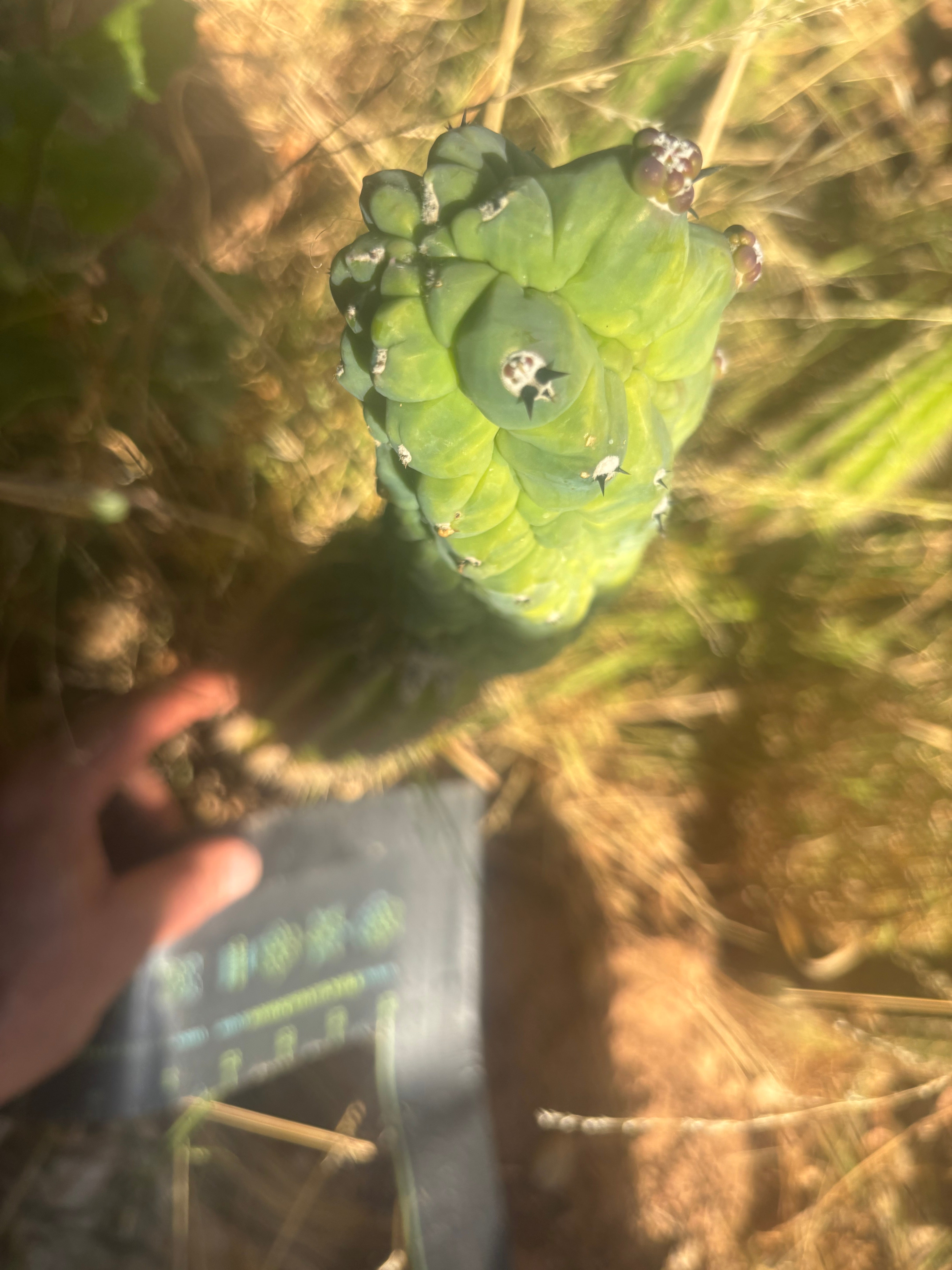 👑💎 Glorp — Year Old Graft on Spachianus
