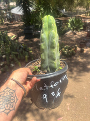 💎👑🌶️ Platform 9 3/4  — Beefy 11”Rooted Tip