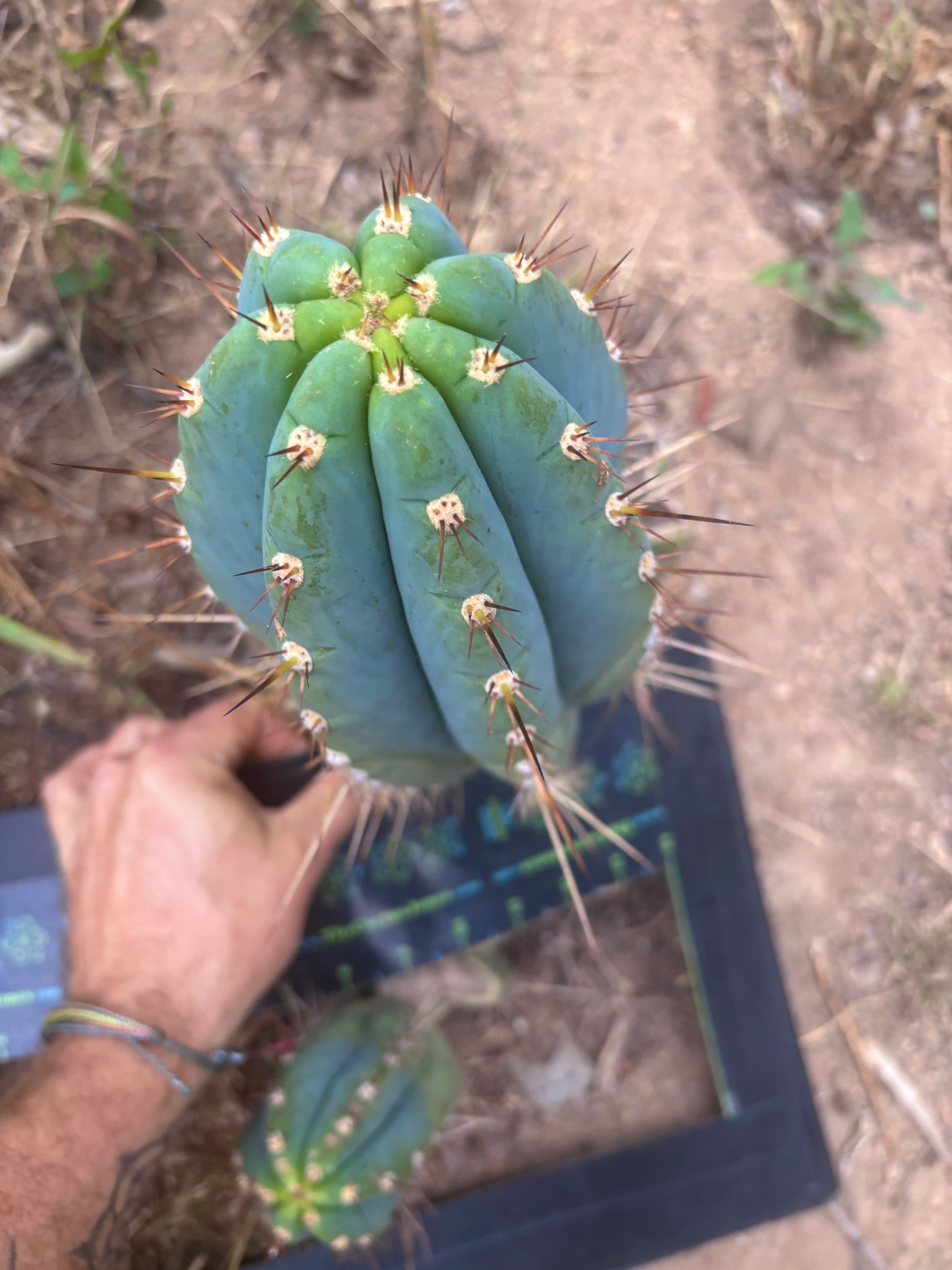 💎👑🌶️ CGG — Blue 11” Melon