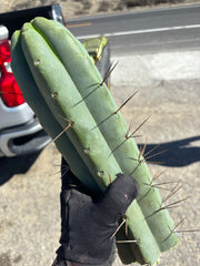 👑💎🌶️🌶️ Eileen — Maxed Girth 14” Tip