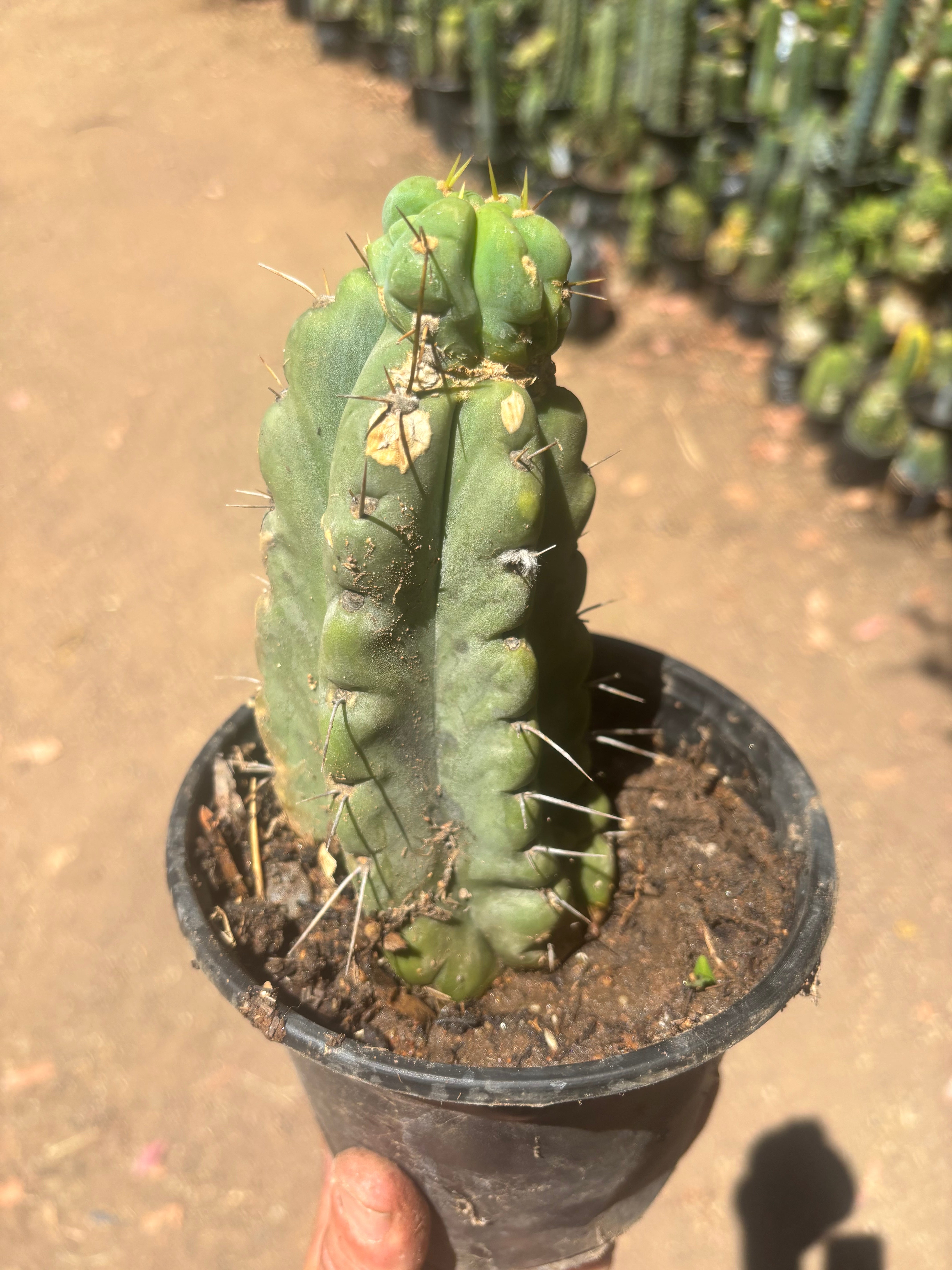 💎🌶️🌶️ NOM — Rooted Pup