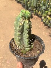 💎🌶️🌶️ NOM — Rooted Pup