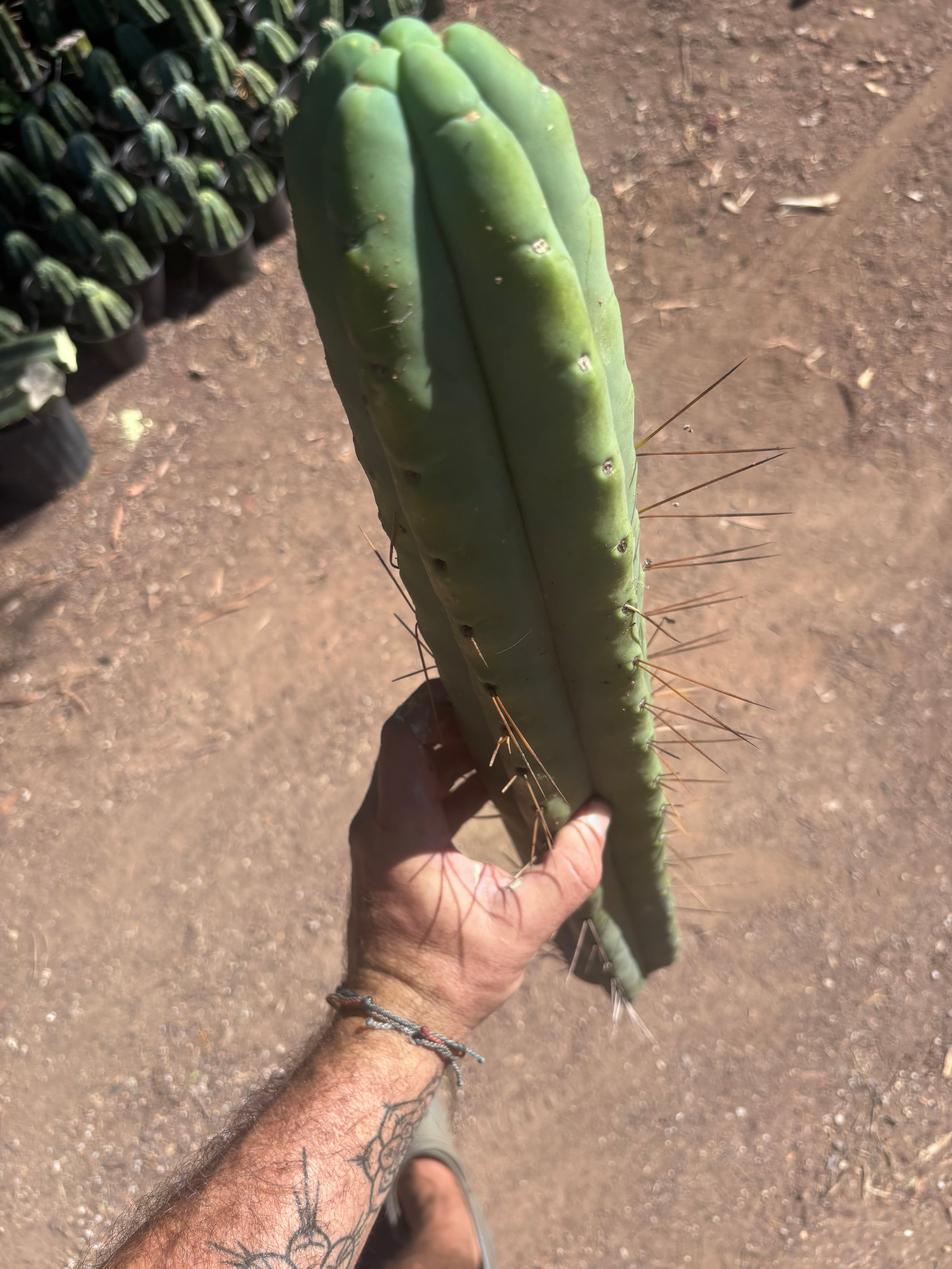 👑💎🌶️🌶️ Eileen — 21” MEGA Tip