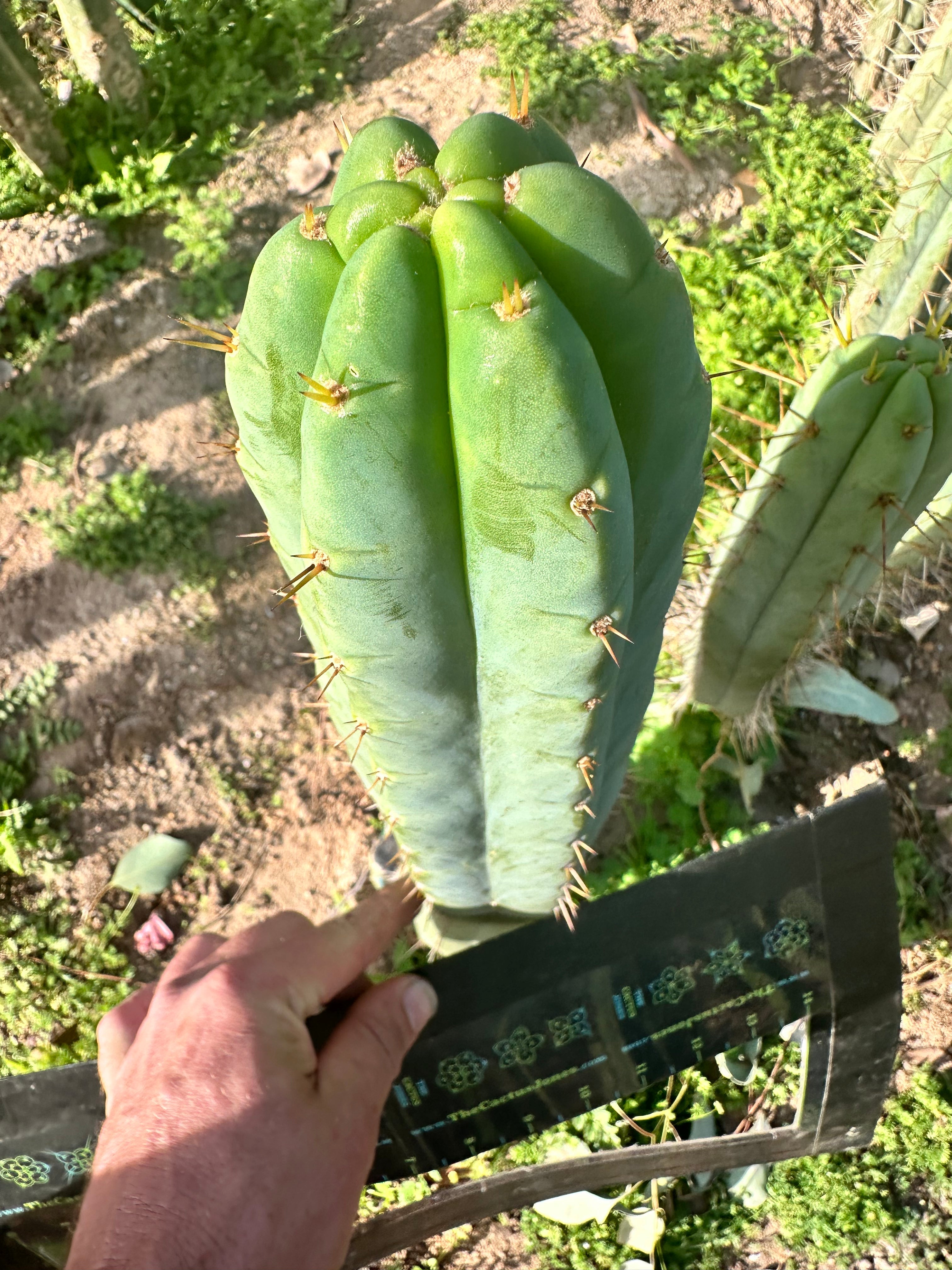 🌶️ Lumberjuuls — 12” Tip