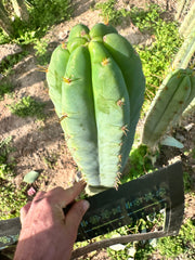 🌶️ Lumberjuuls — 12” Tip