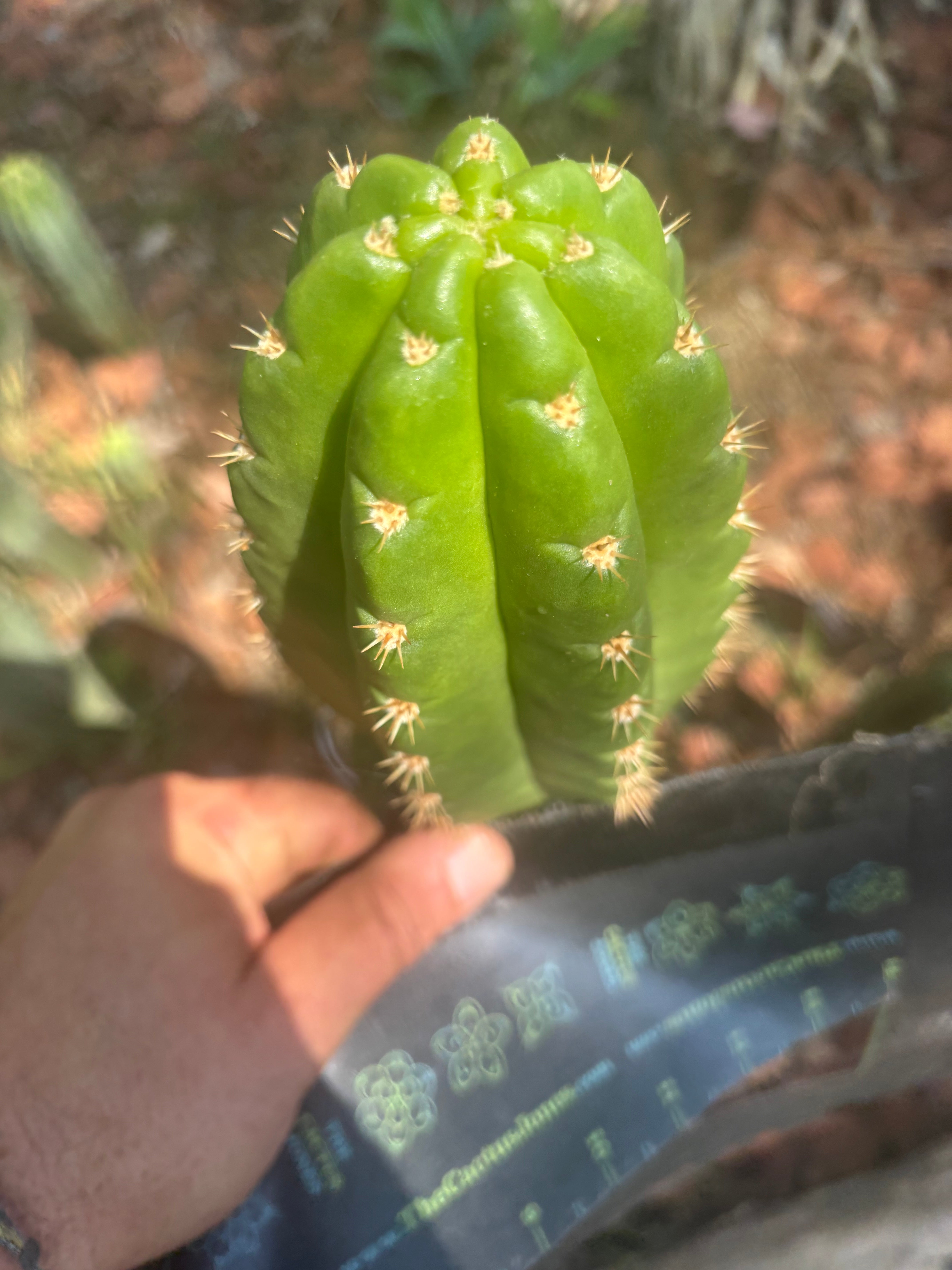 💎👑💎🌶️ CareBear — 6.5” Tip