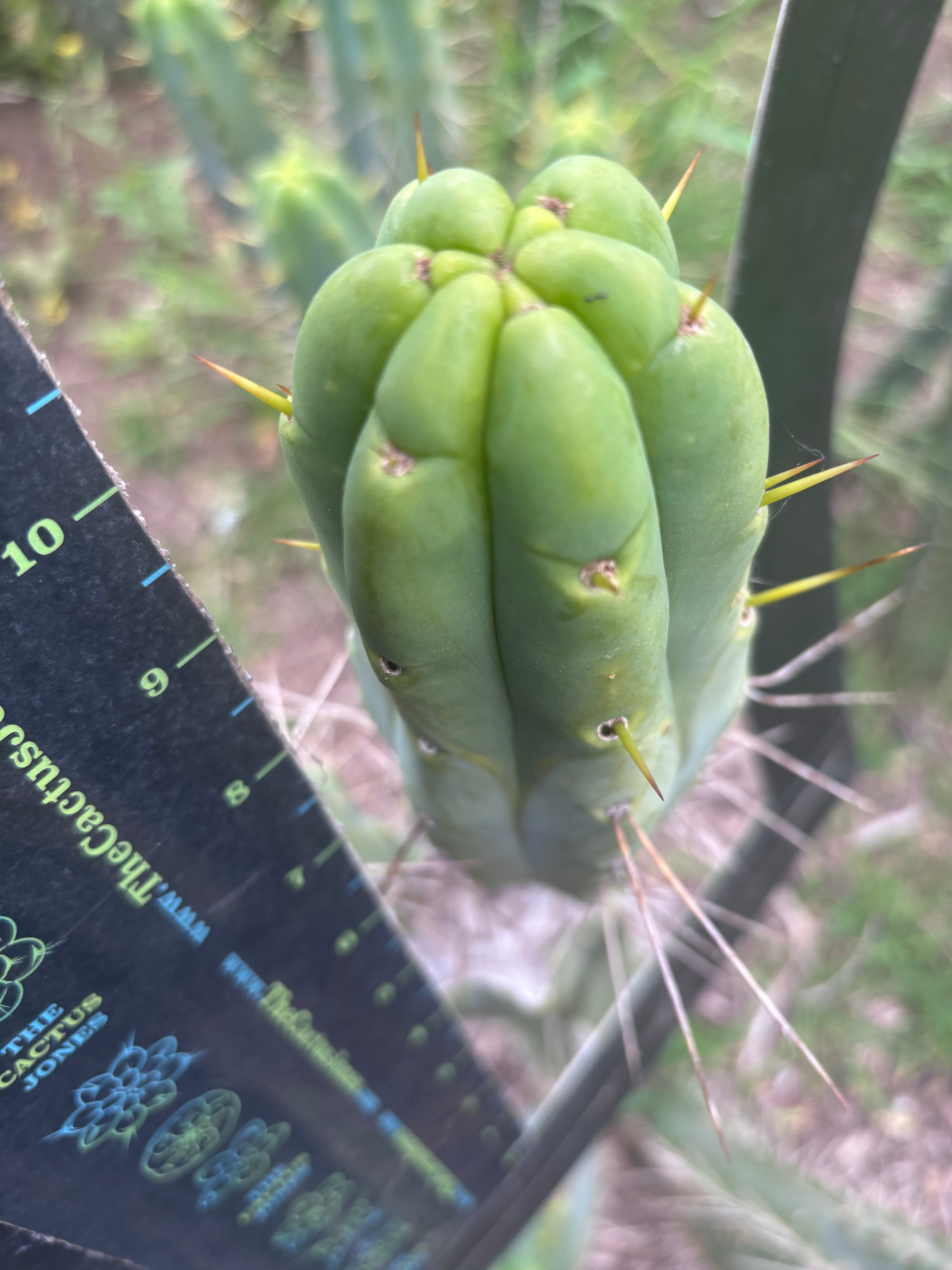 👑🌶️ BBB — 10” Pups