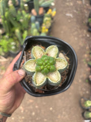 💎👑💎 Havran — Pup Graft on Rooted Shine01