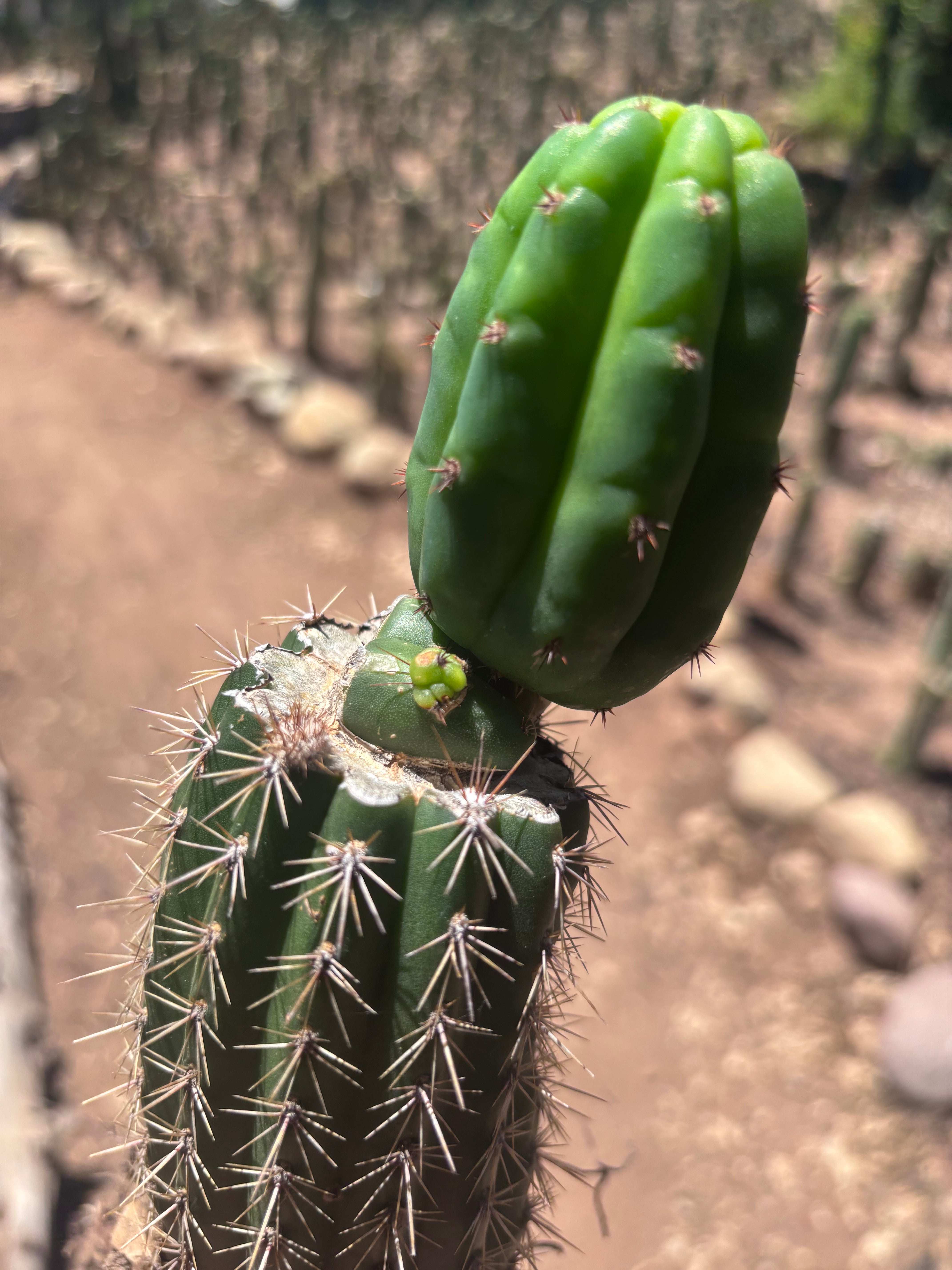 👑🌶️🌶️ KR04 — Whole Rooted Graft