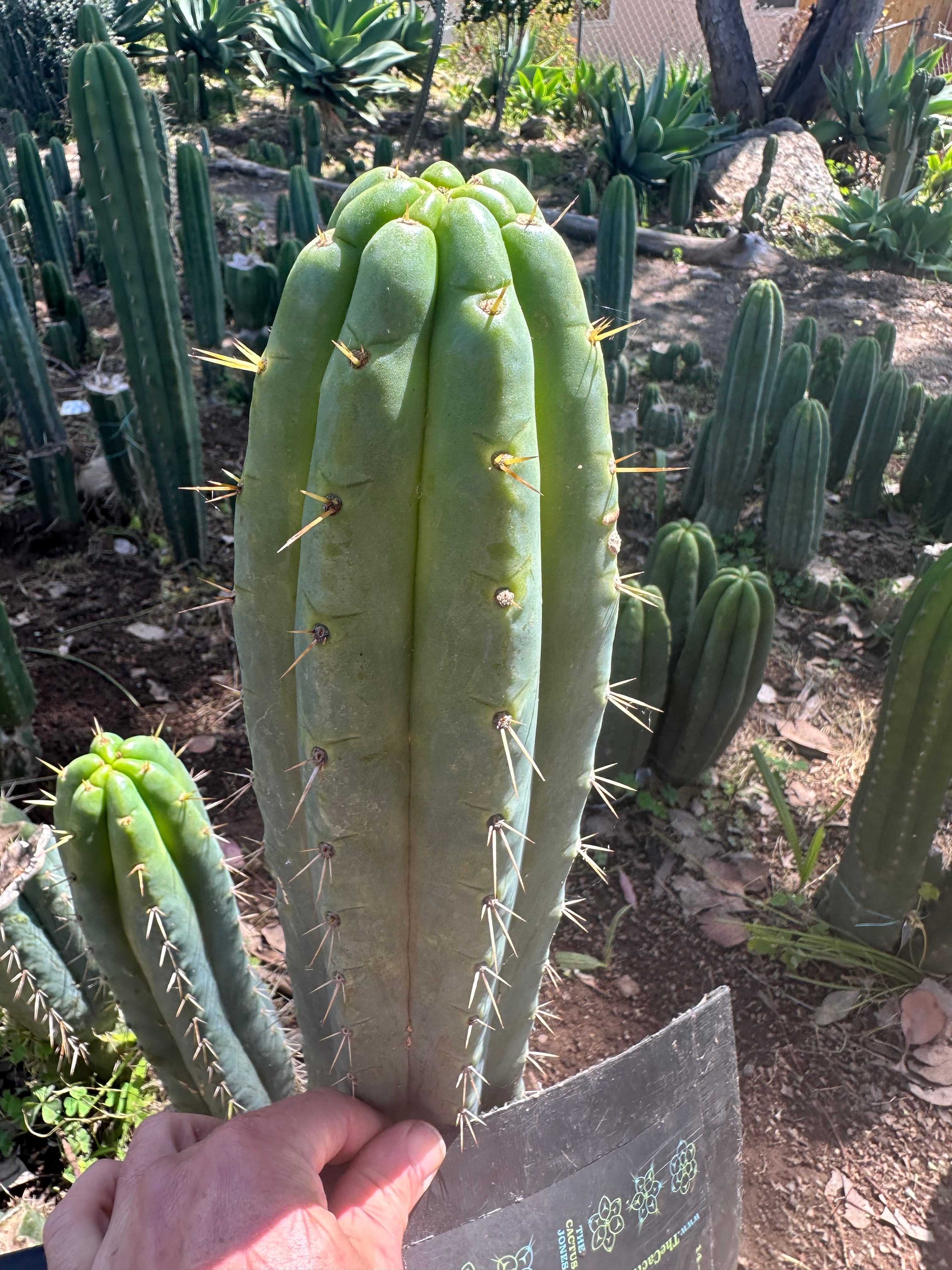 🌶️ 0201 — XL 12” Tip