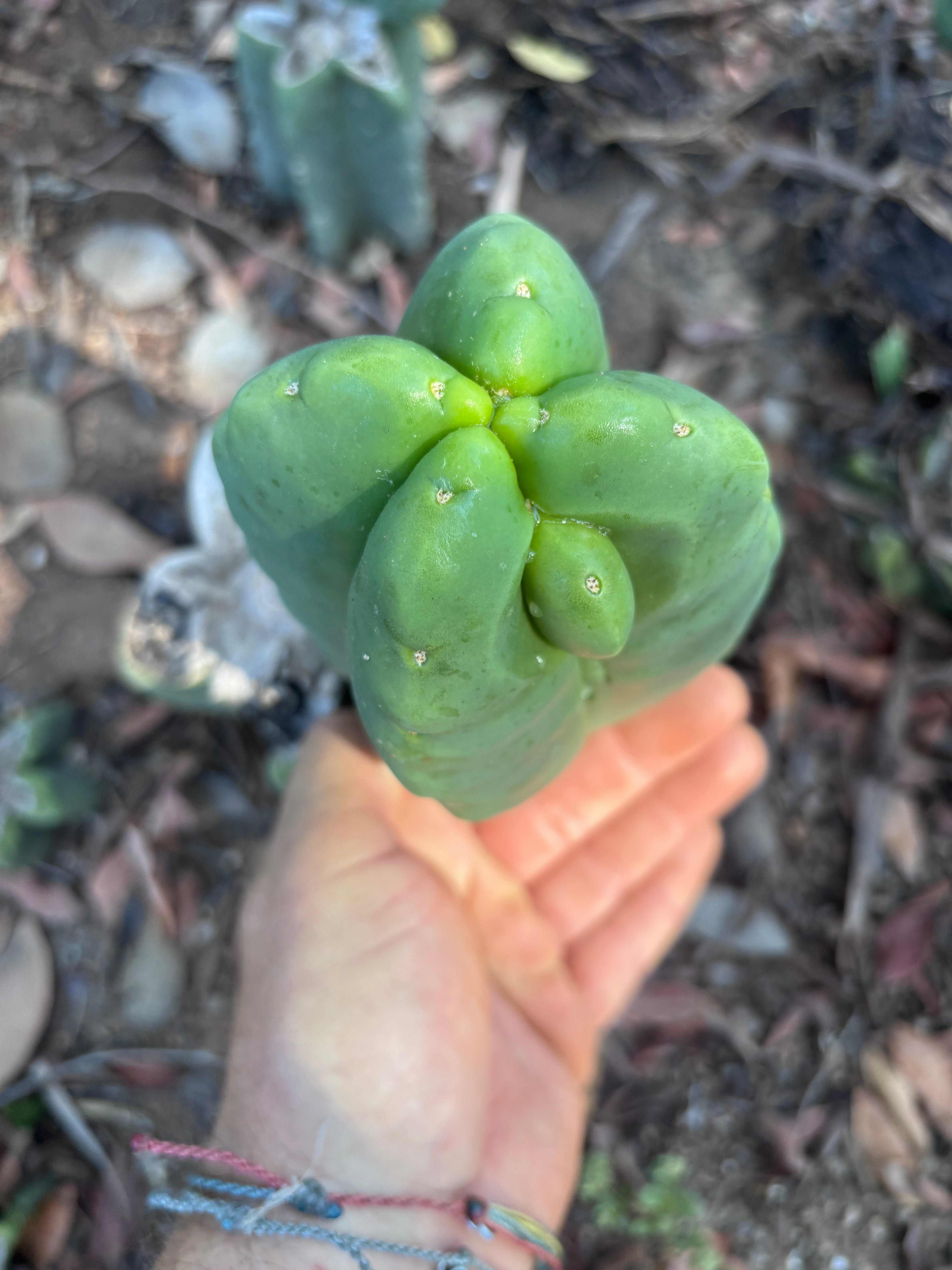 💎👑💎🌶️ Ferah — Chonky Fourwang Chub Muffin