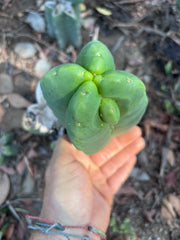 💎👑💎🌶️ Ferah — Chonky Fourwang Chub Muffin