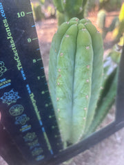 👑🌶️🌶️ Another Drop, Another Ogun — 9” Tip