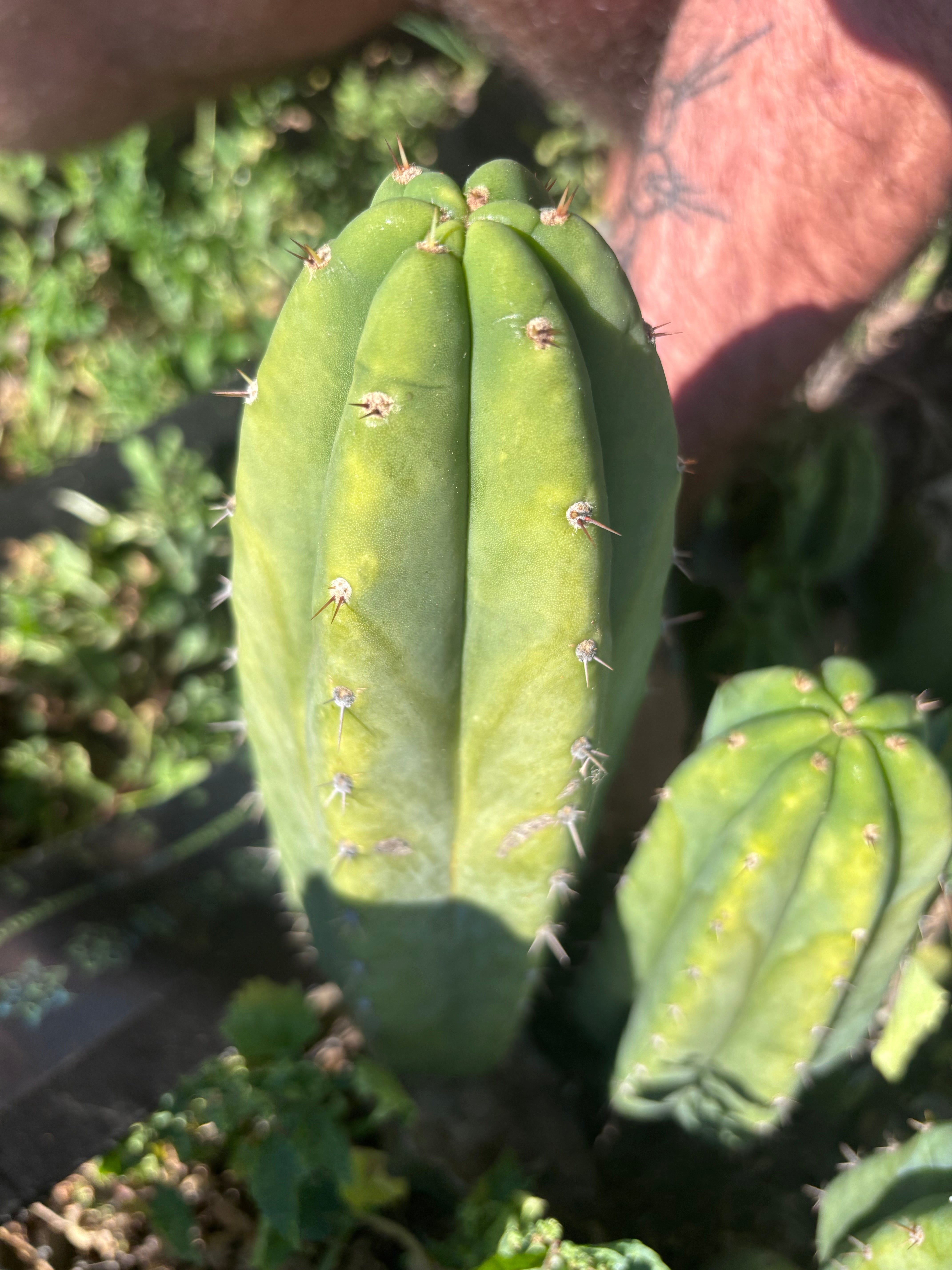 👑🌶️🌶️ Landfill — 11” Pup