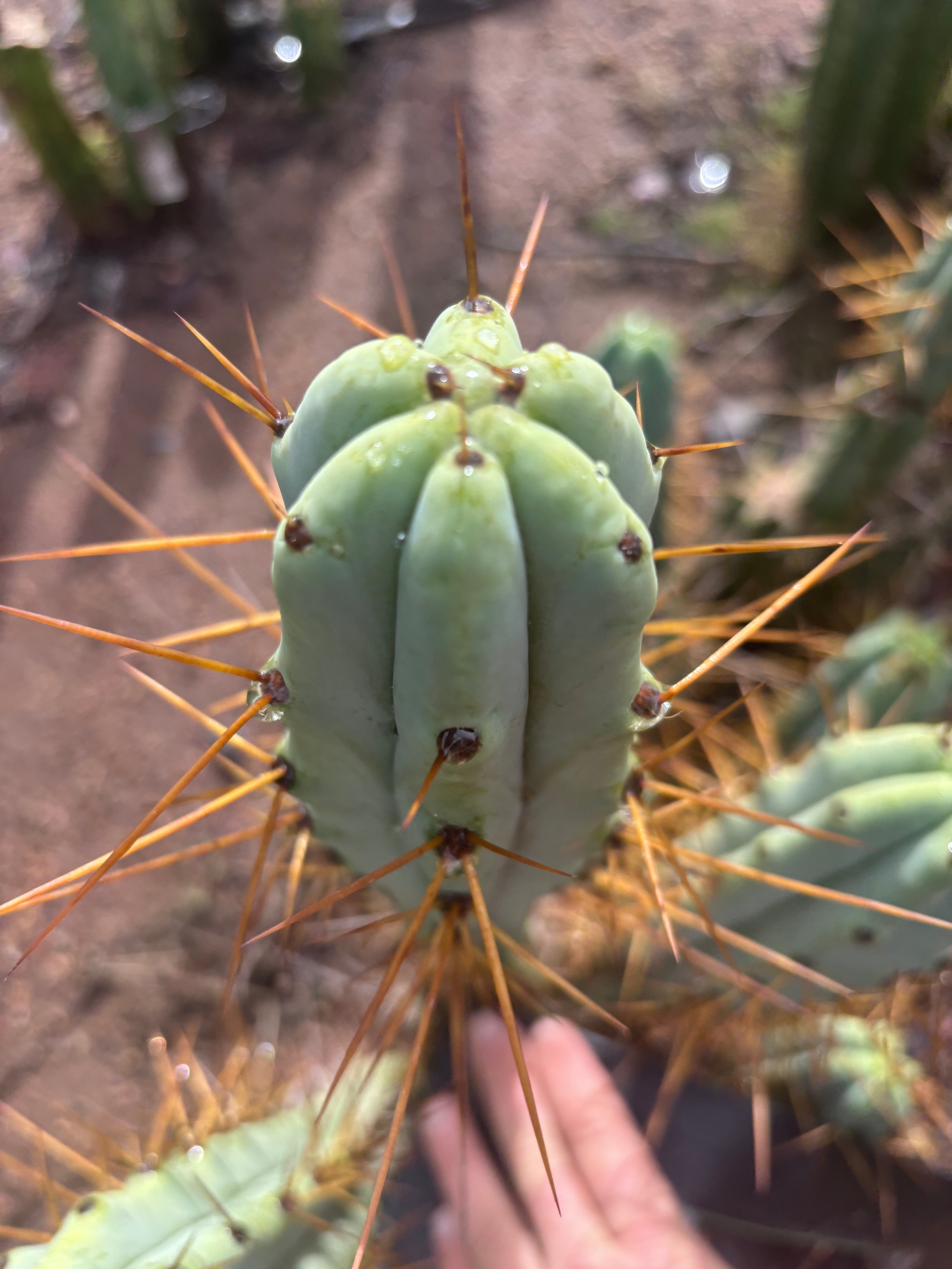 👑🌶️ Medicine Man — 14” Tip