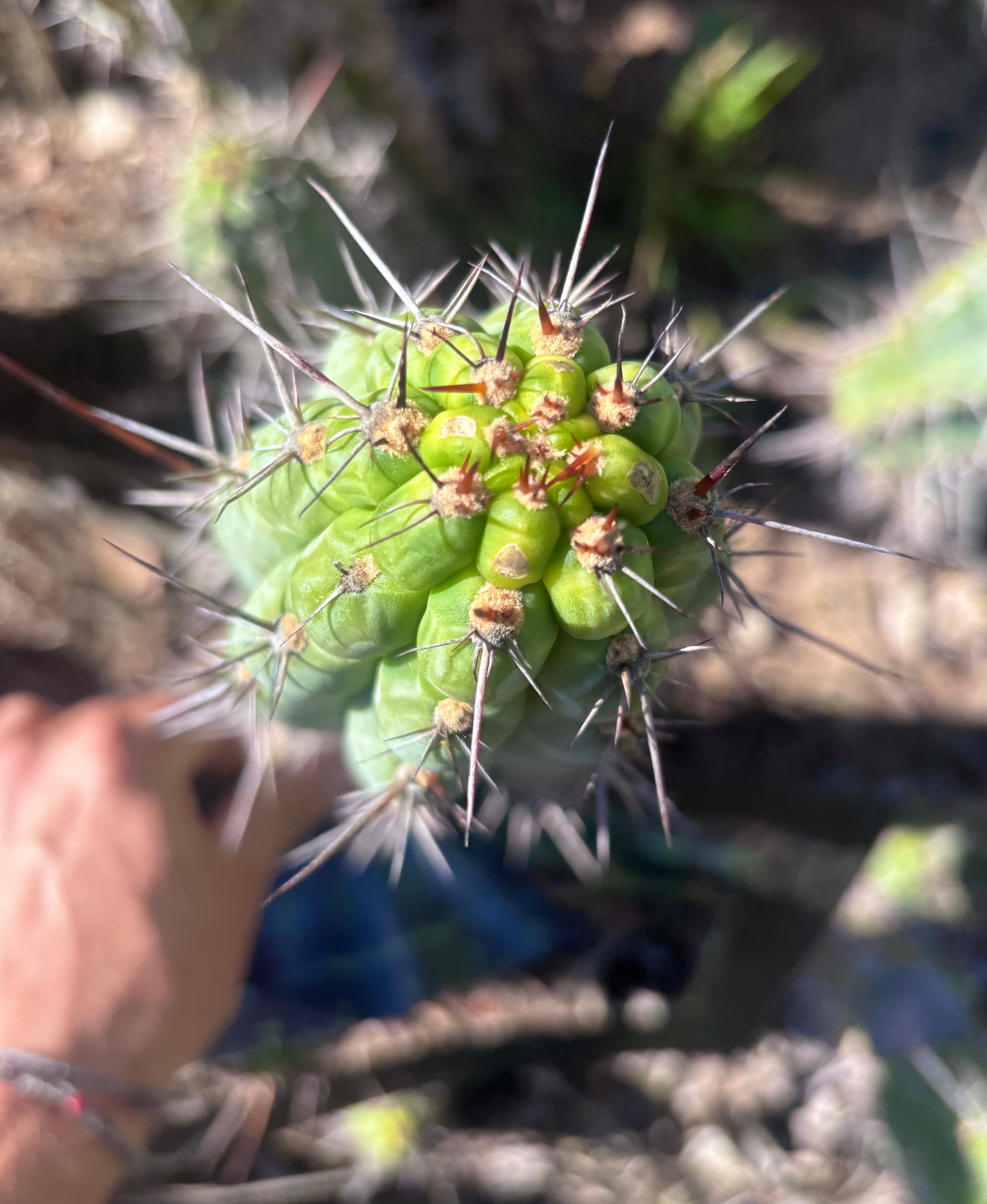 👑 Chala — 12” Tips