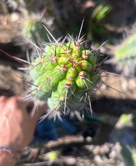 👑 Chala — 12” Tips