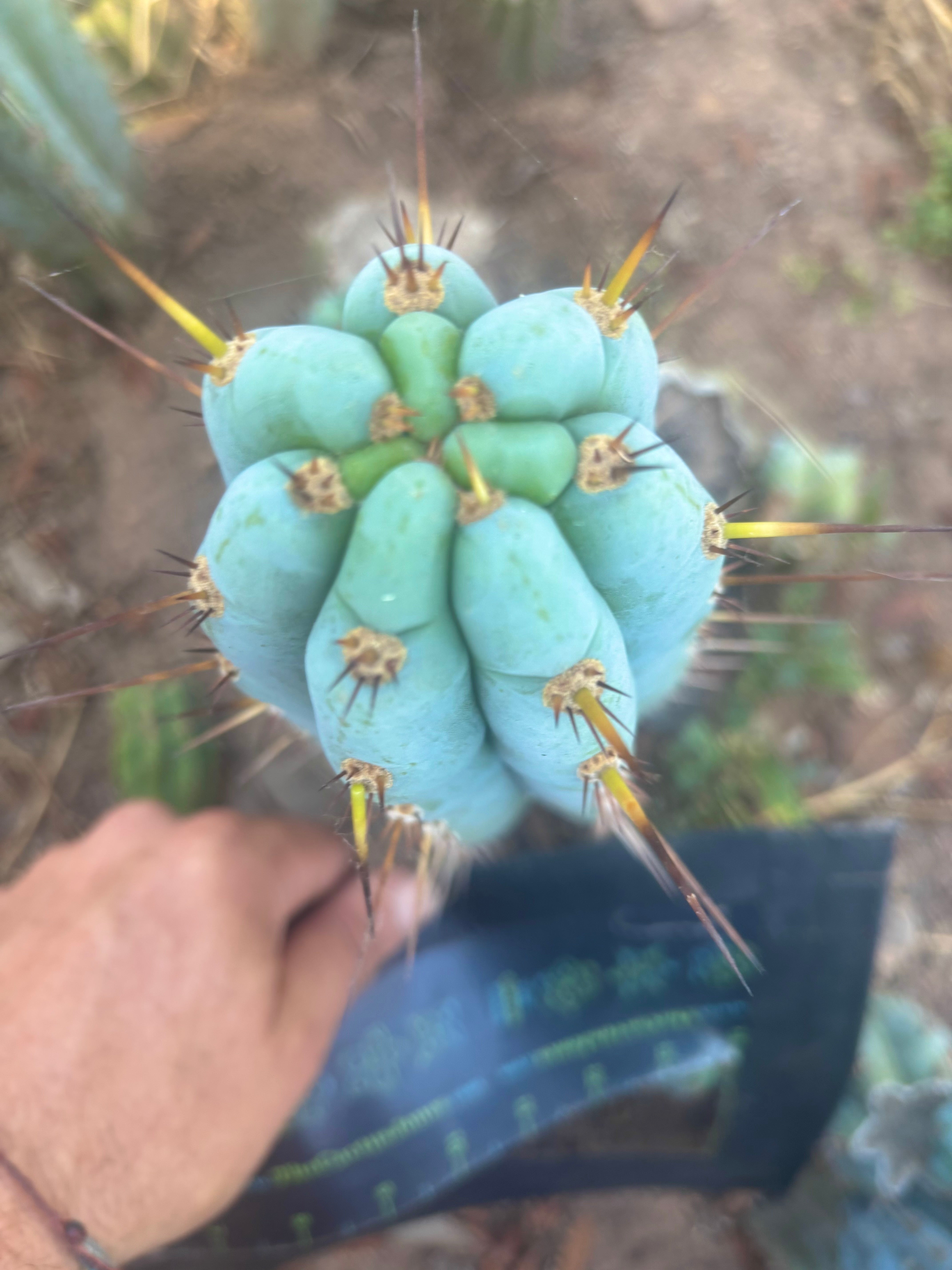 👑🌶️  Sharxx Blue — Frosty Flawless 9” Tip