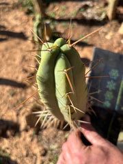 👑🌶️🌶️ Dulzura — 9” Pup