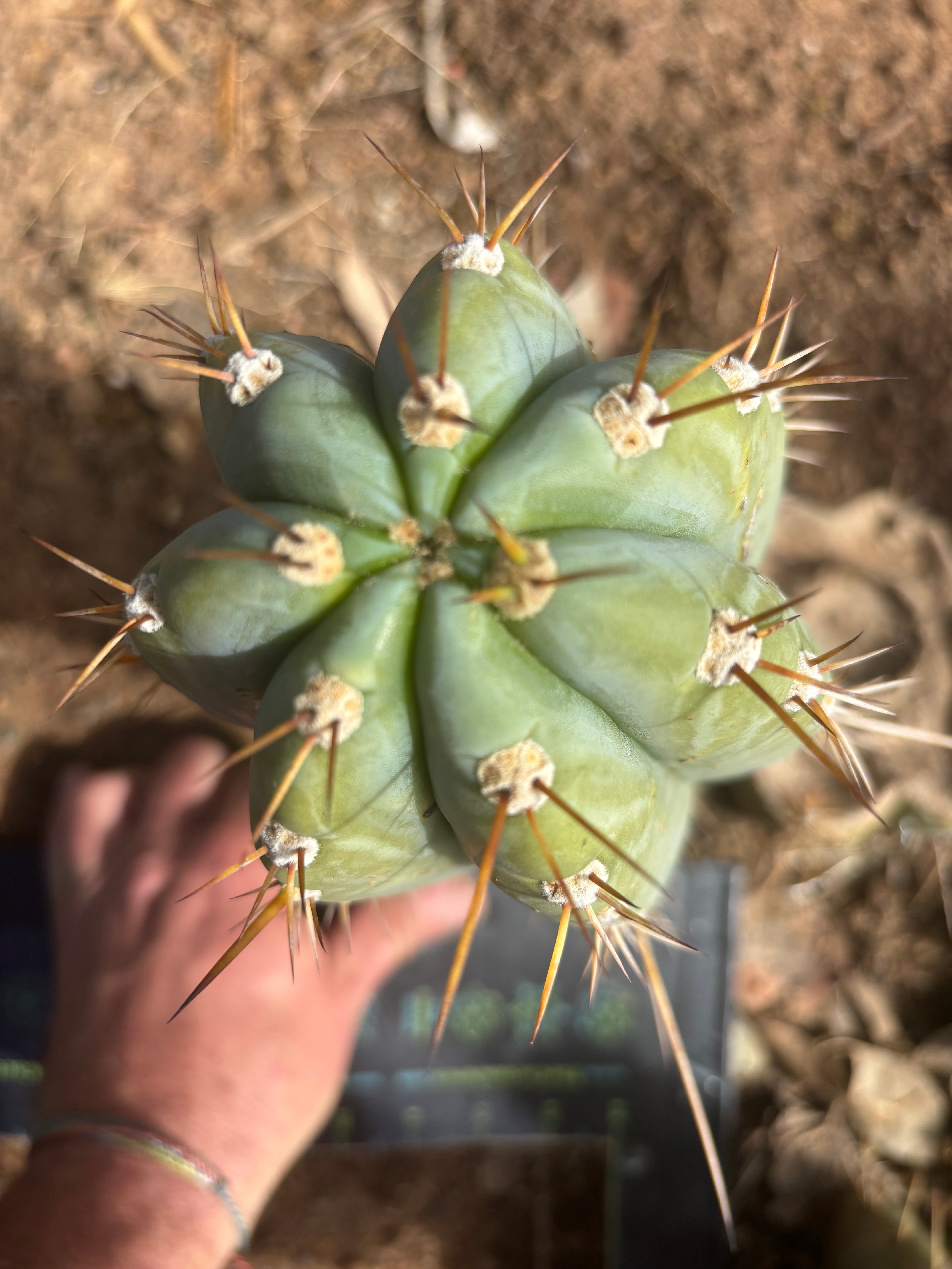 💎👑🌶️ CGG — 12” Melon Pup