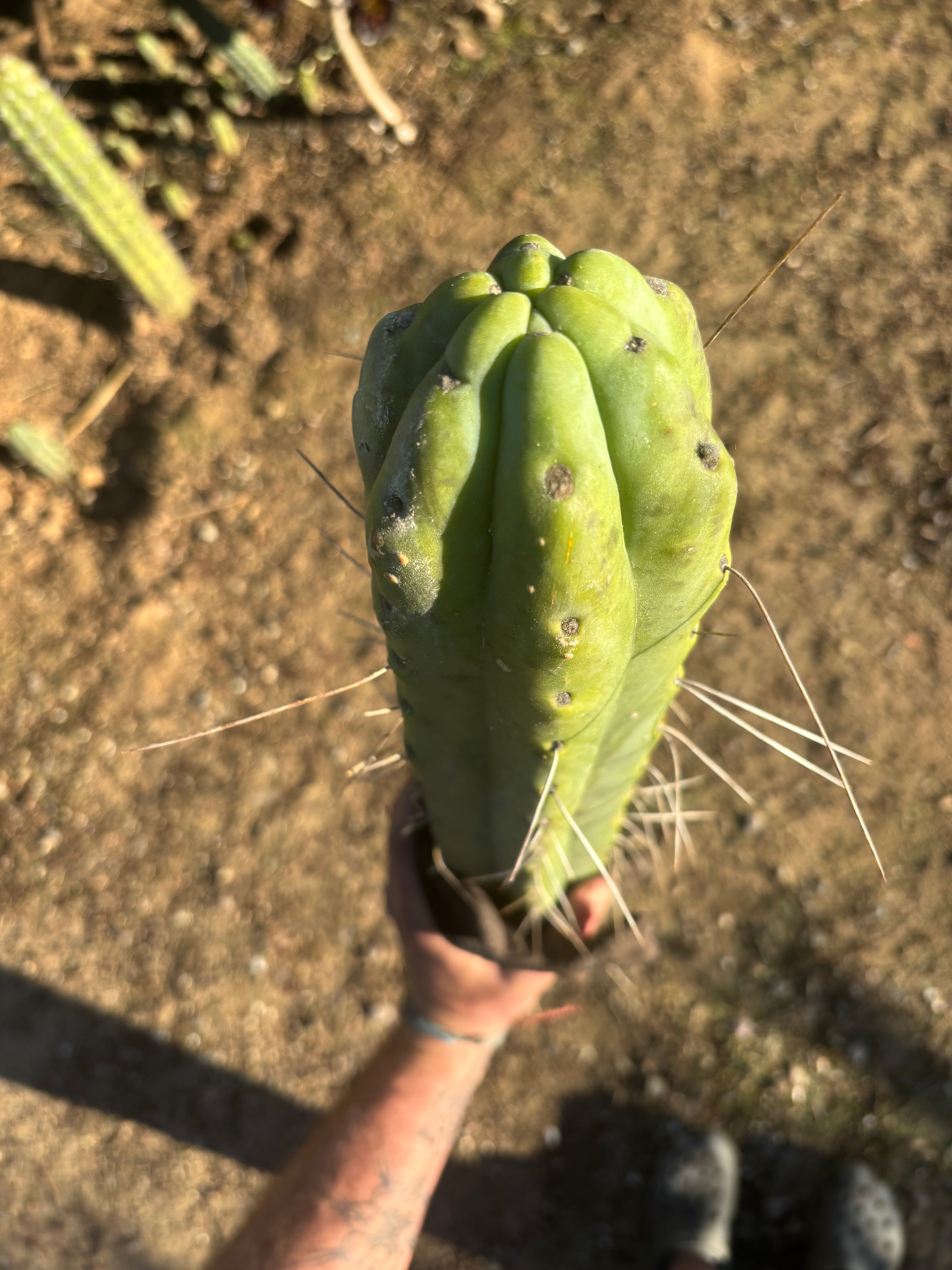 💎👑🌶️ Psycho0’  — *BIG* XXL 14” Tip