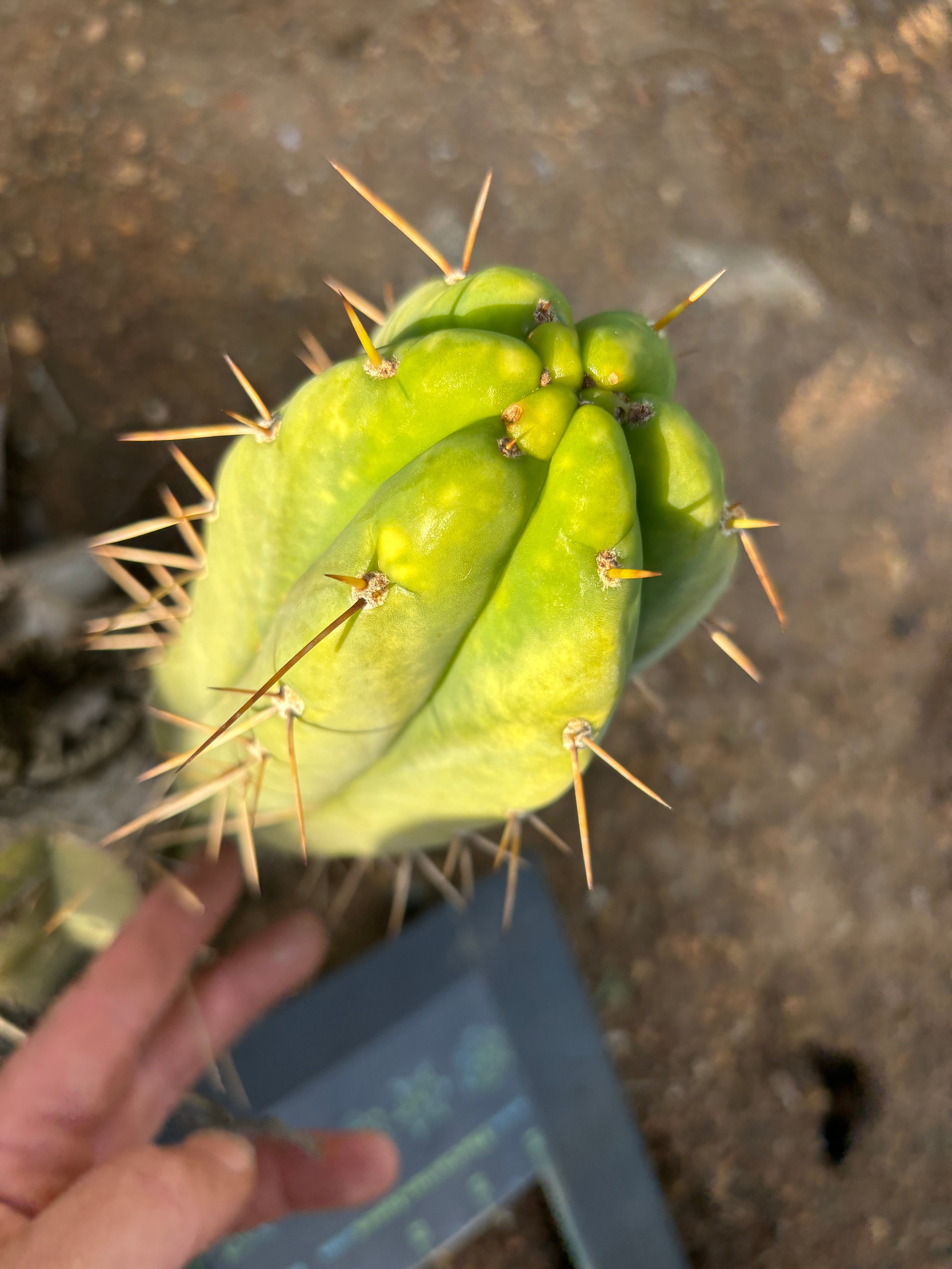 🌶️🌶️⚠️ E.R. — 7” Chonk Grenade