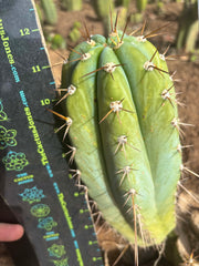 💎👑🌶️ CGG — 12” Melon Pup
