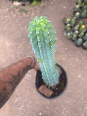 👑💎 Grecas — XL Established Tip Graft, Rooted