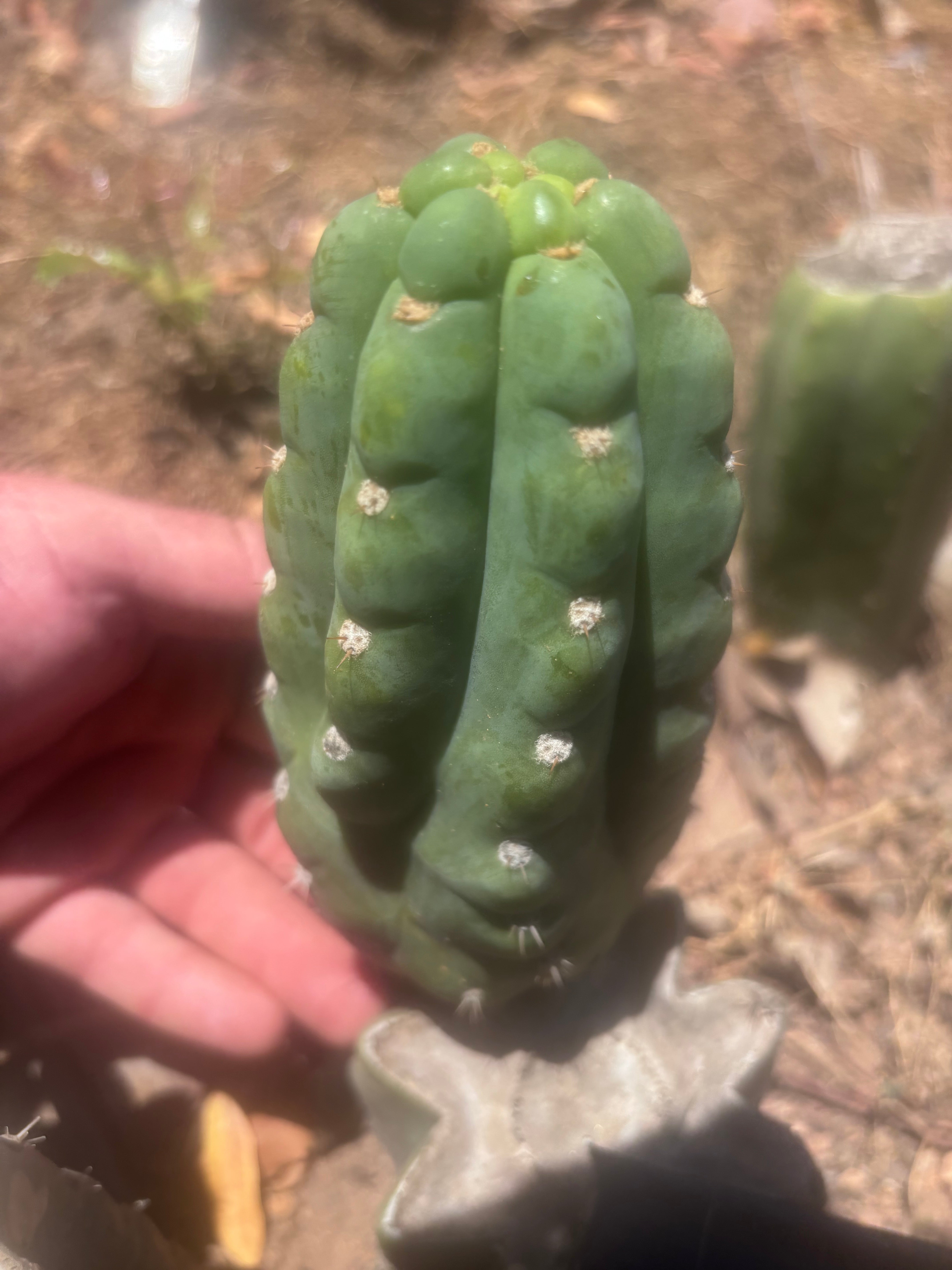 💎👑🌶️  Ichoca — 6.5” Pup