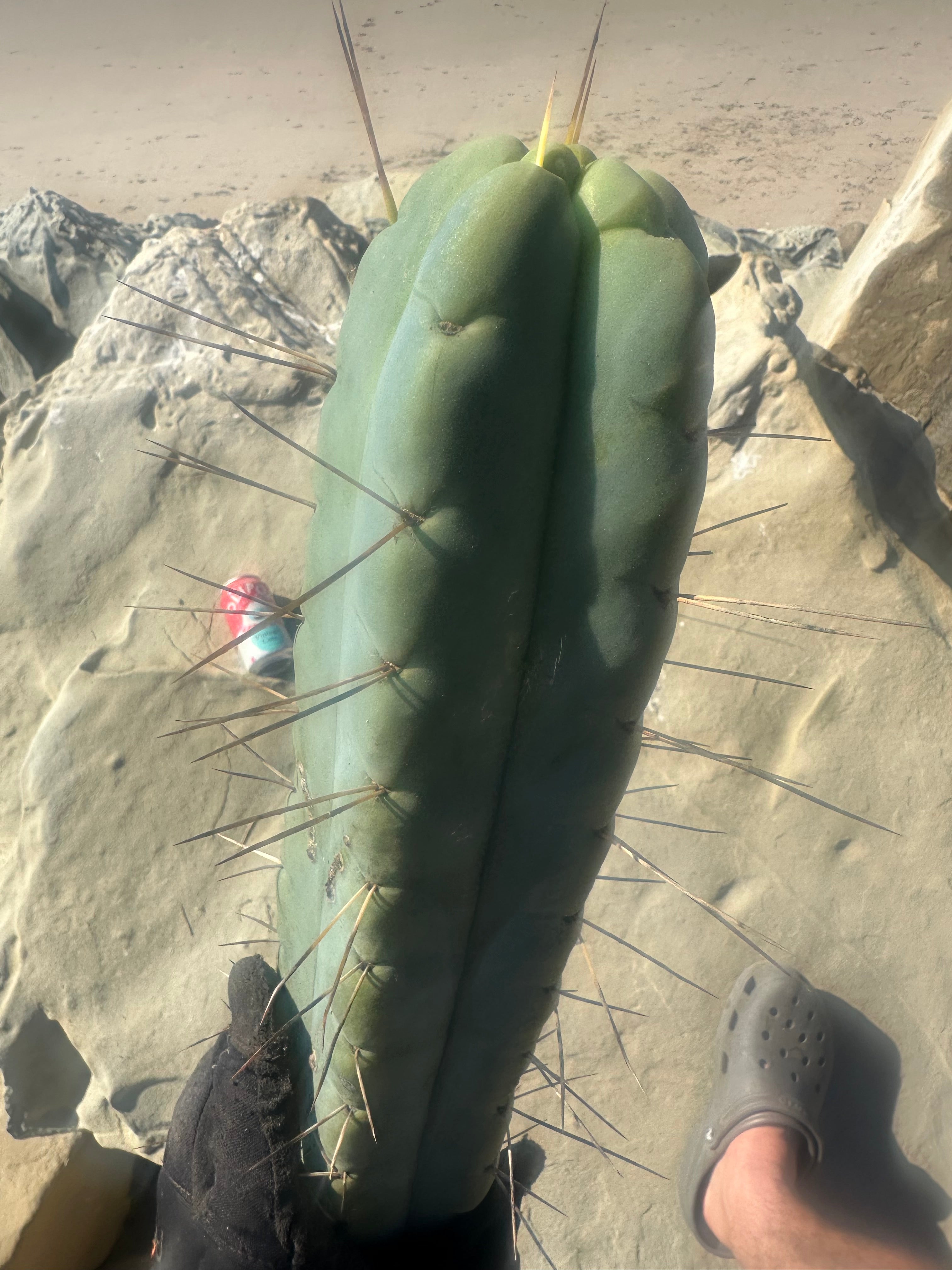 👑💎🌶️ TBQM  — Massive 15” Tip