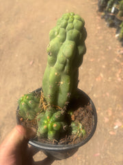 💎 Malo4 x TPM — Rooted Mini Stand