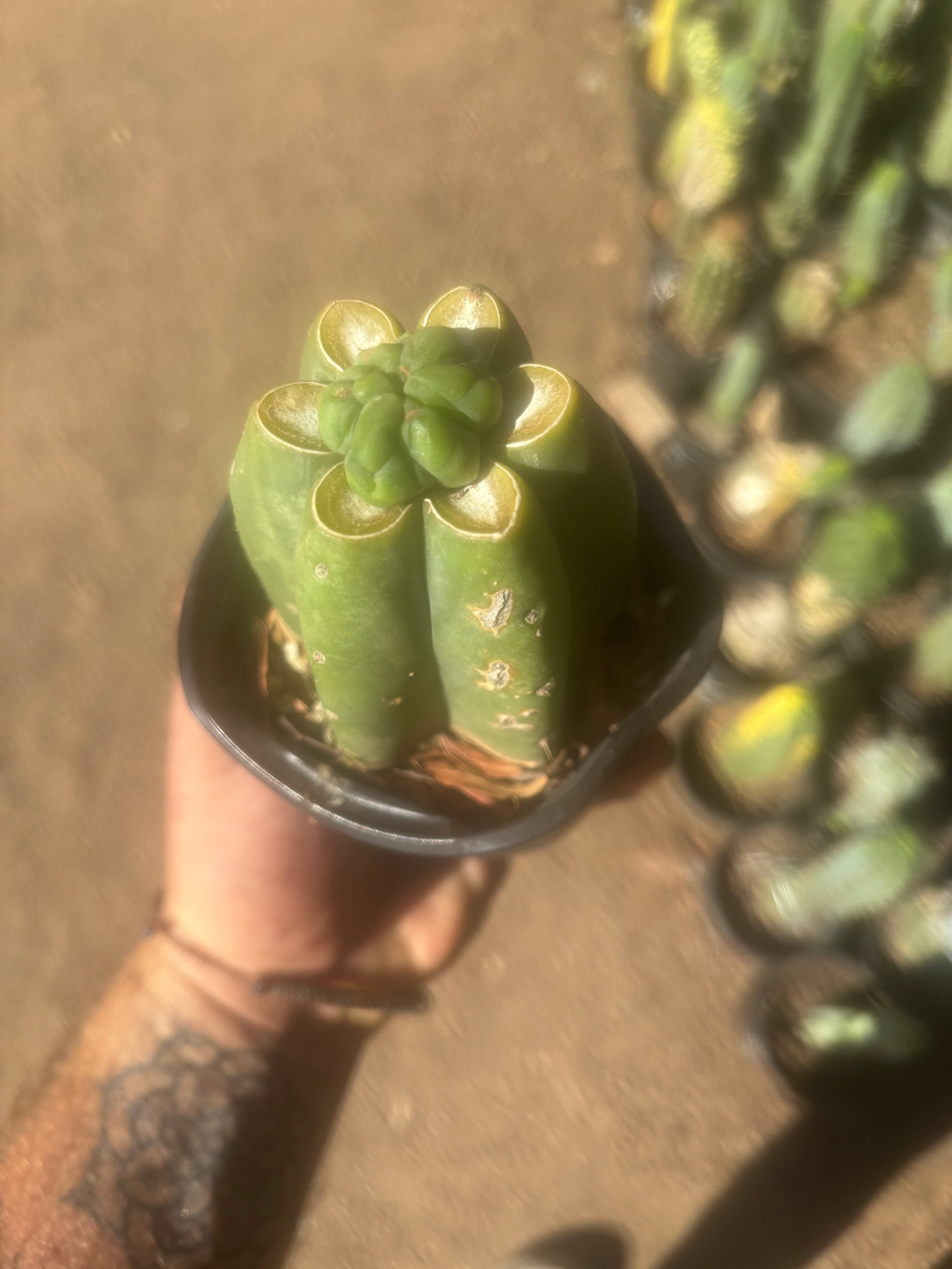 💎👑💎 Havran — Pup Grafts on Rooted Pierre (Inventory Listing)