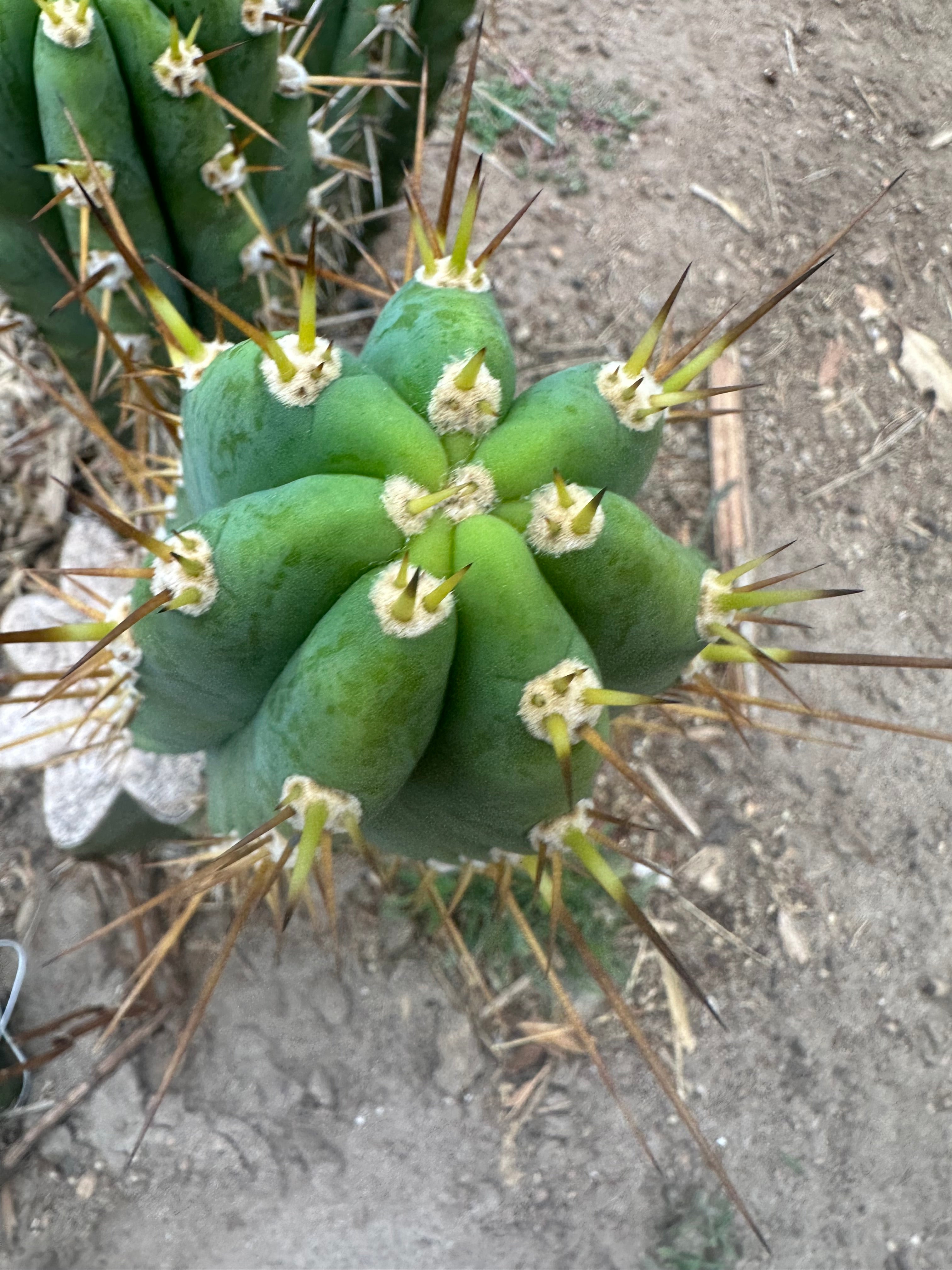 👑 KK242  — 12” Pup