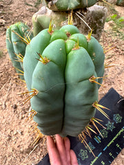 👑 Lotusland Huanu — FAT Blue 10” Pup