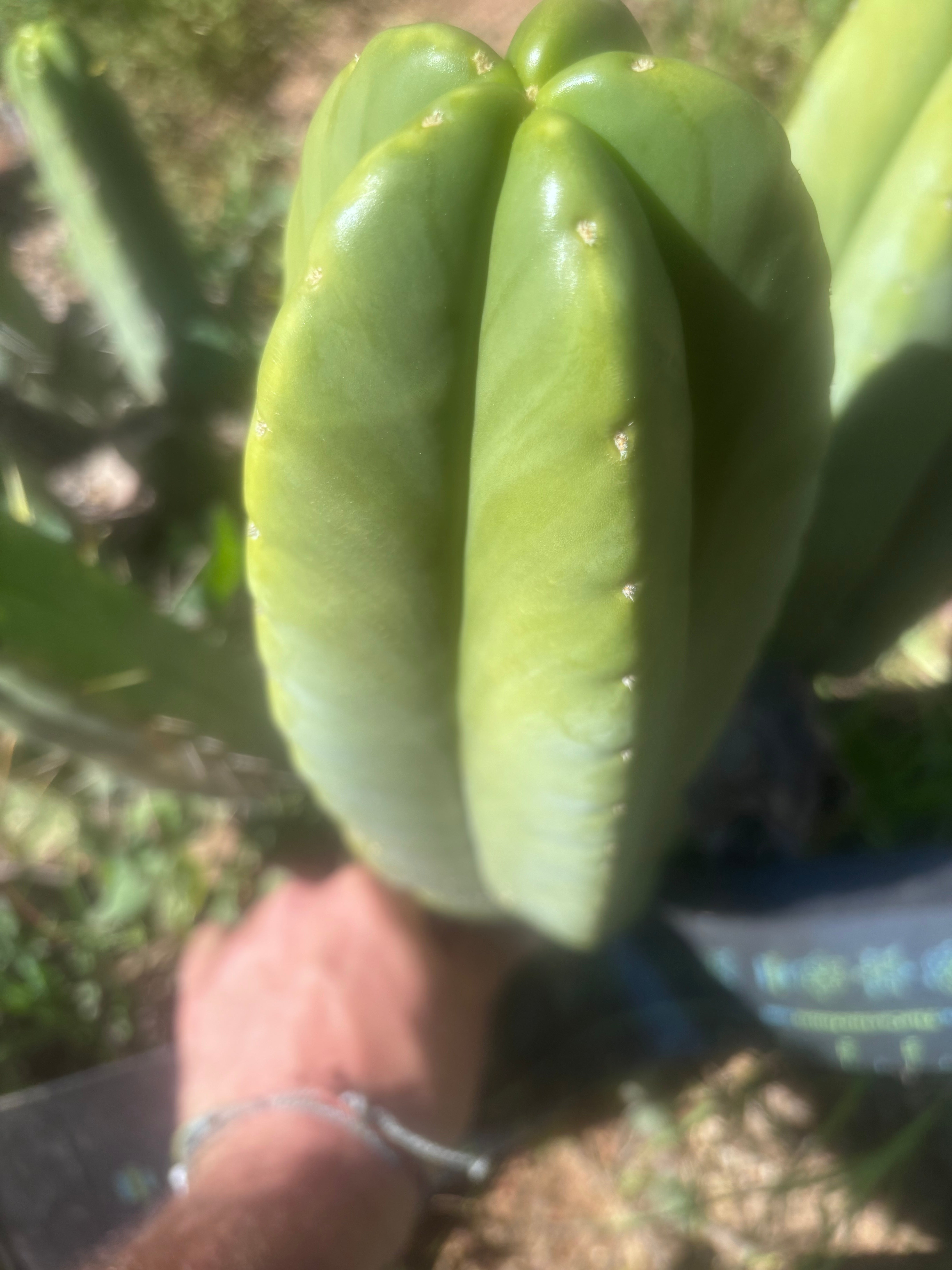 💎👑🌶️ Zulk — XL 13” MELON