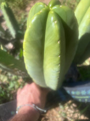 💎👑🌶️ Zulk — XL 13” MELON