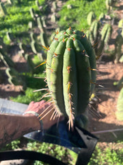 👑🌶️🌶️  Lumberjack — XL 14” Pup